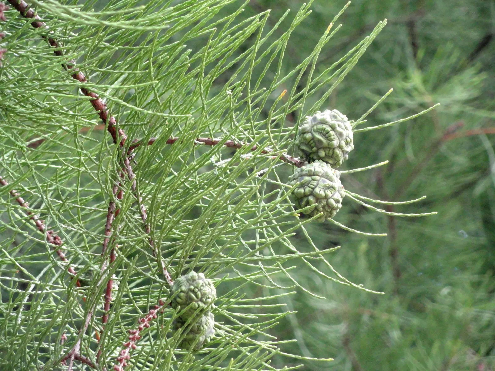 Pond Cypress (Taxodium Ascendens) — or 'knees,' which protrude above water or soil