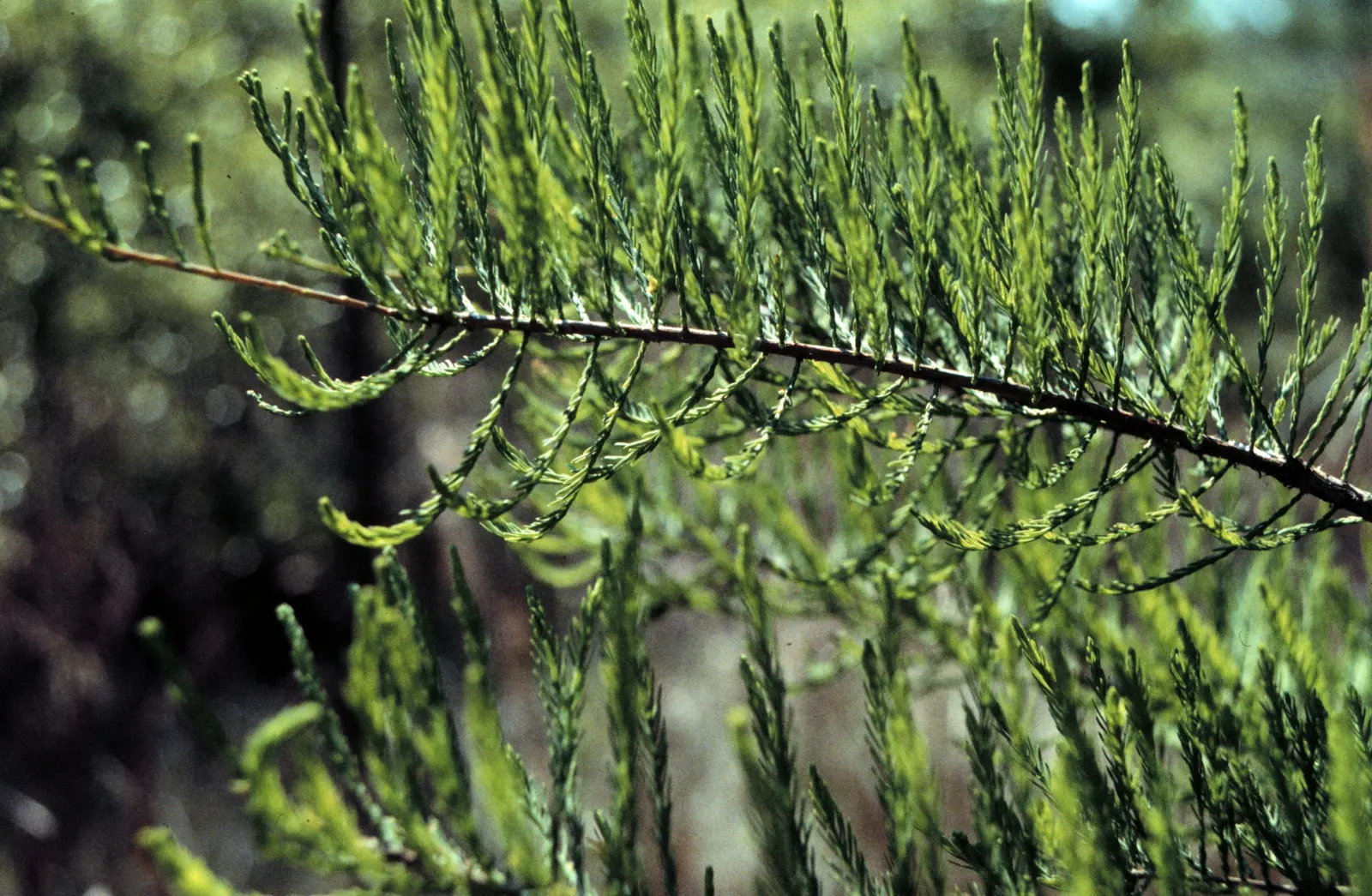 Pond Cypress (Taxodium Ascendens) — The Pond Cypress, Taxodium ascendens, thrives in wet, swampy regions; adaptable to a range of wet soils, it prefers full sun