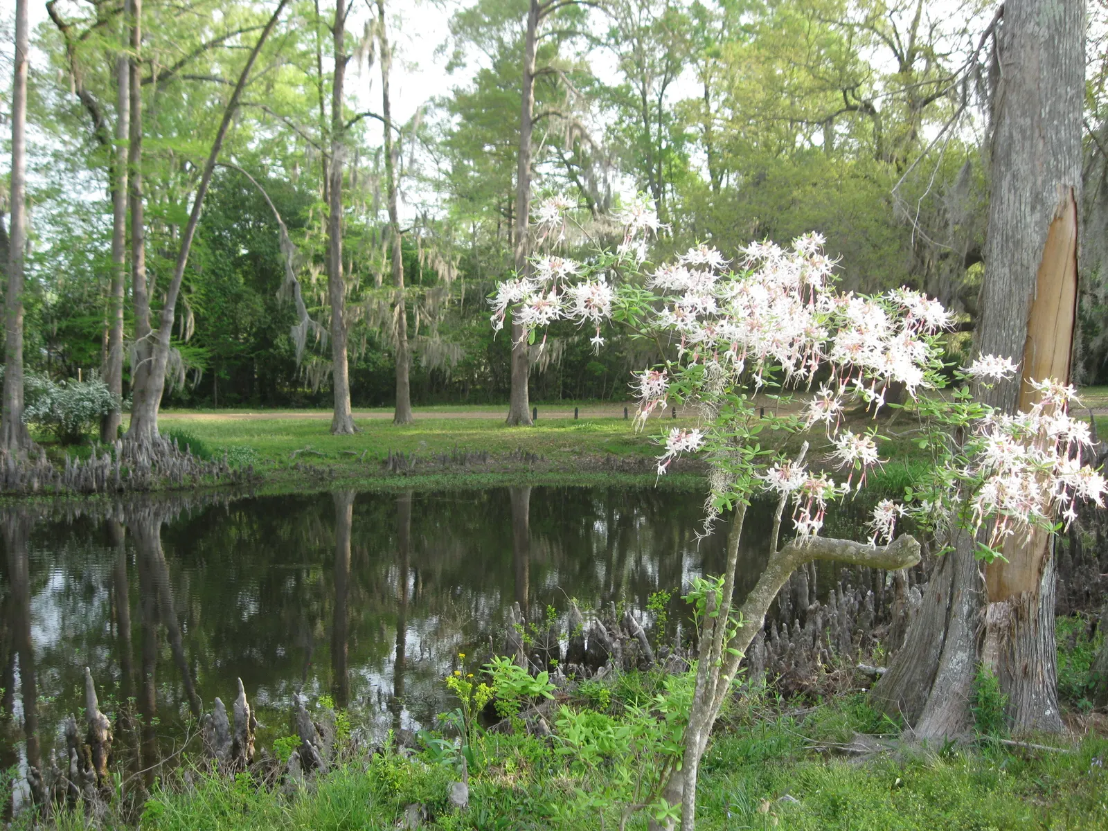 Pond Cypress (Taxodium Ascendens) — The Pond Cypress, Taxodium ascendens, thrives in wet, swampy regions; adaptable to a range of wet soils, it, image 39
