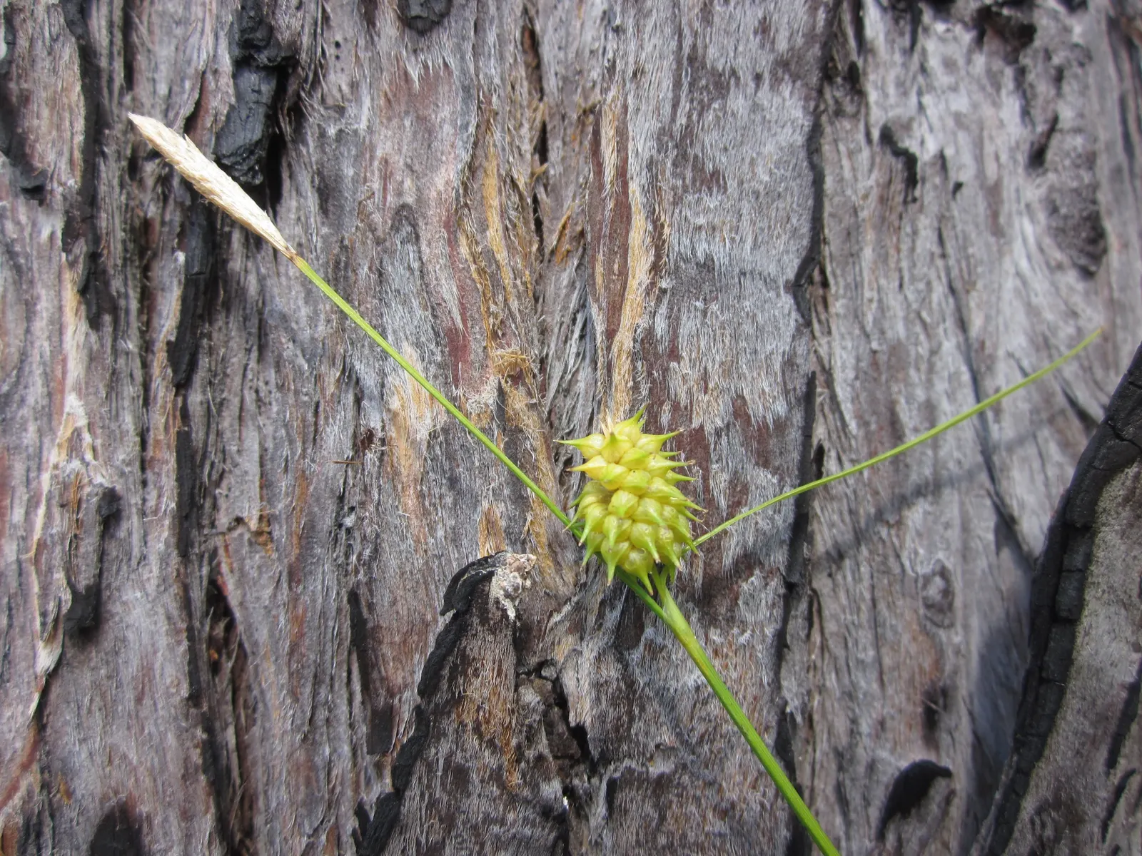 Pond Cypress (Taxodium Ascendens) — or 'knees,' which protrude above water or soil; a hardy selection, providing vertical accent and habitat benefits, it's