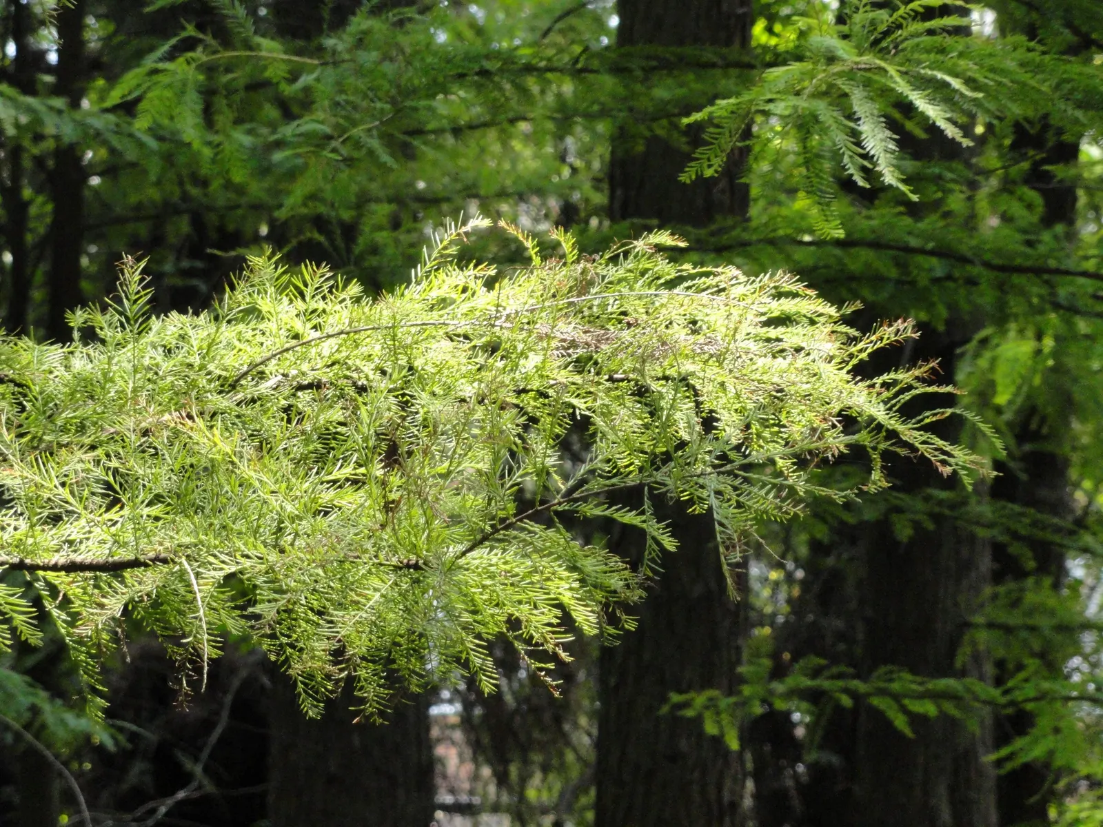 Pond Cypress (Taxodium Ascendens) — these 'knees' can be quite striking in a garden setting.<br><br>When designing with Pond Cypress