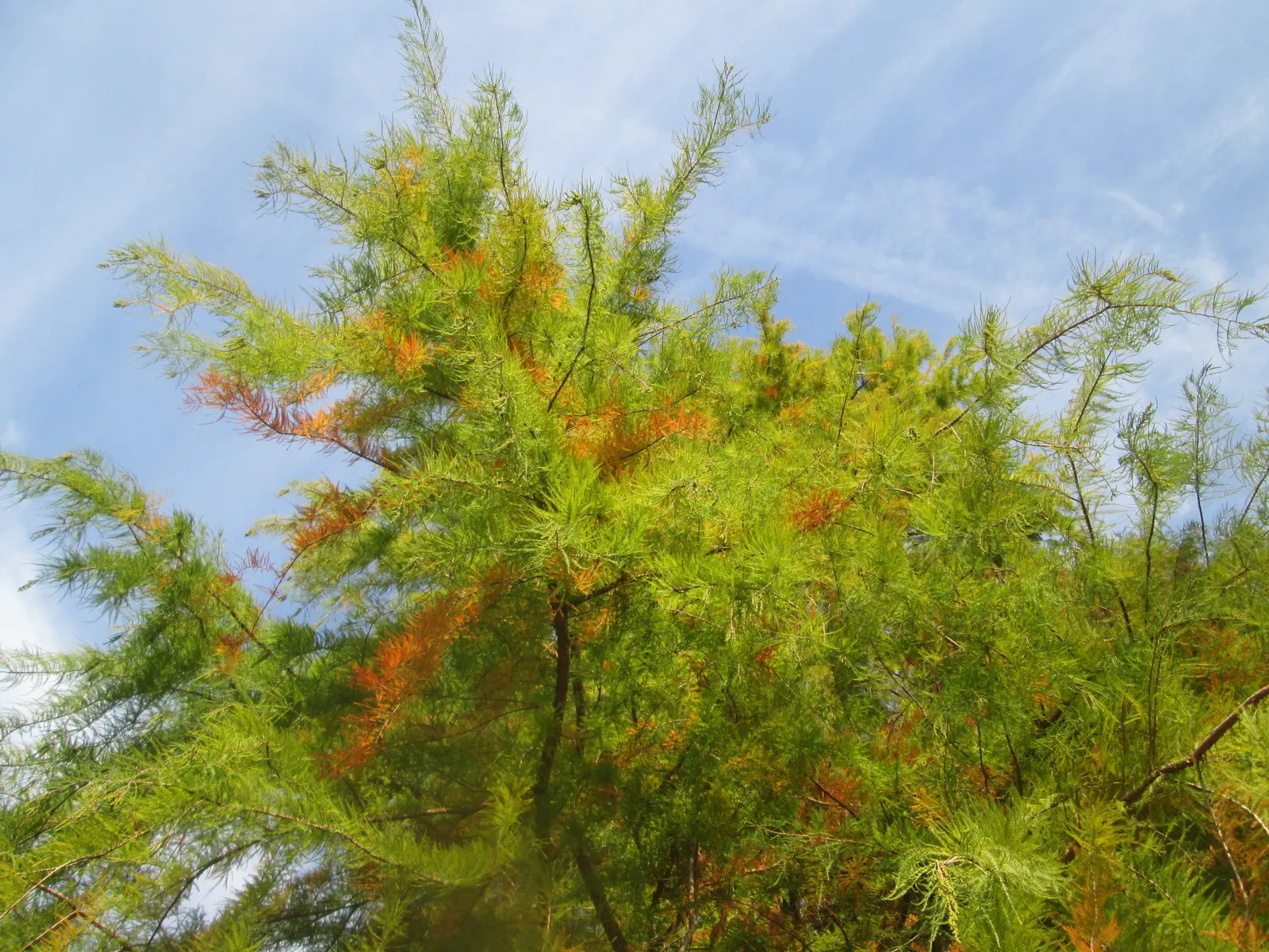 Pond Cypress (Taxodium Ascendens) — making it ideally suited for planting along pond margins or in poorly drained areas, image 29
