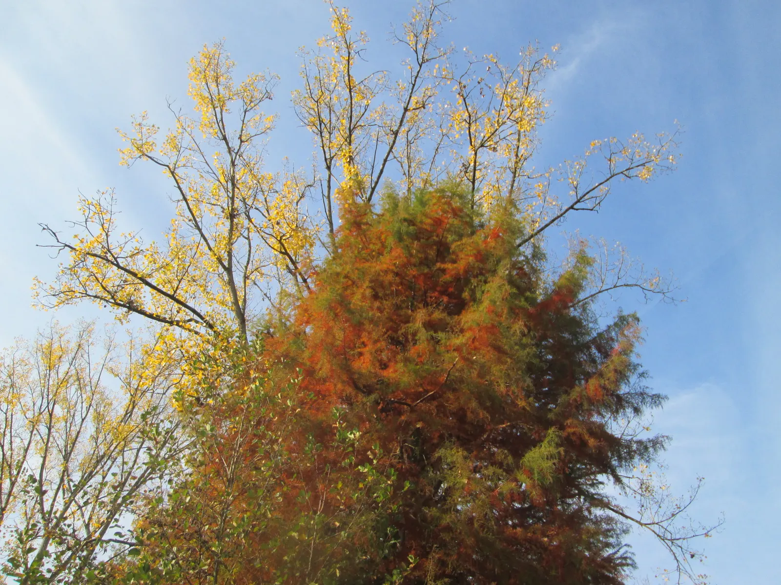 Pond Cypress (Taxodium Ascendens) — Adaptable to a range of wet soils, it prefers full sun; the Pond Cypress (Taxodium ascendens) is a captivating