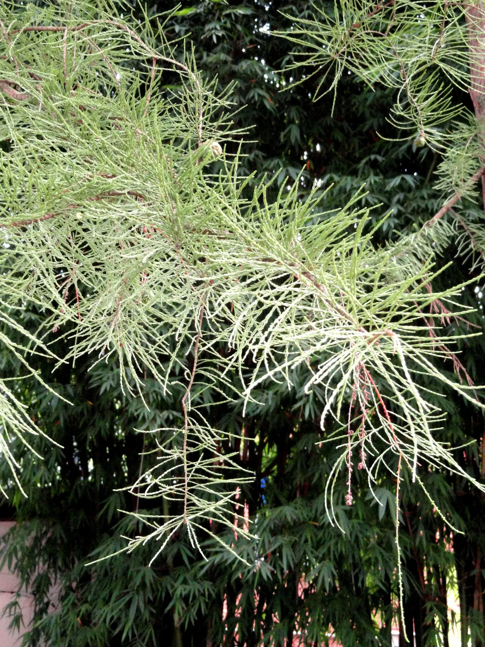 Pond Cypress (Taxodium Ascendens) — The Pond Cypress (Taxodium ascendens) is a captivating