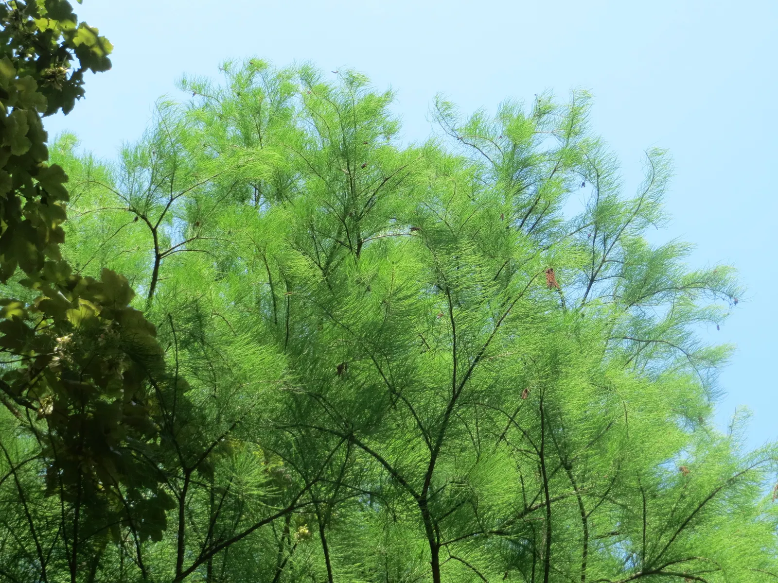 Pond Cypress (Taxodium Ascendens) — deciduous conifer ideal for adding structure and visual interest to your waterside landscapes; with a spread of 15 to 30