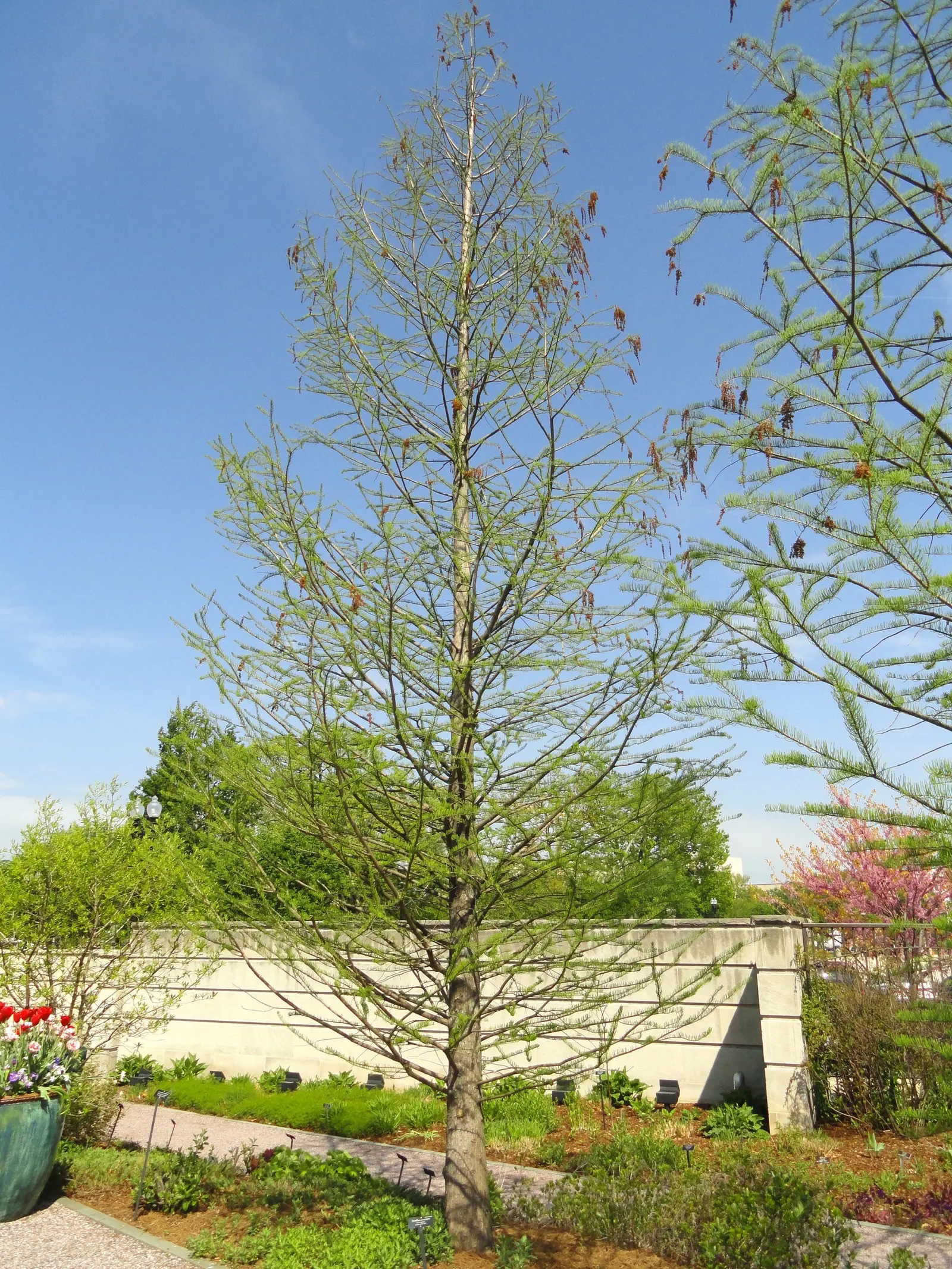 Pond Cypress (Taxodium Ascendens) — making it ideally suited for planting along pond margins or in poorly drained areas