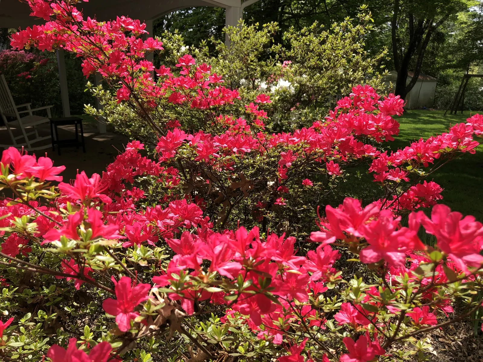 Hino-Crimson Azalea (Rhododendron 'Hino-Crimson') — With a mature size of about 2-4 feet tall and 3-5 feet wide