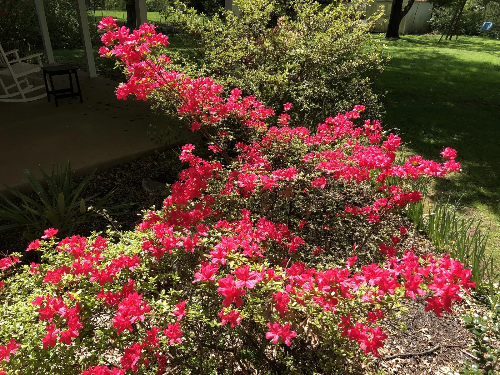 Hino-Crimson Azalea (Rhododendron 'Hino-Crimson') — its compact habit makes it ideal for small gardens or as a foundation planting