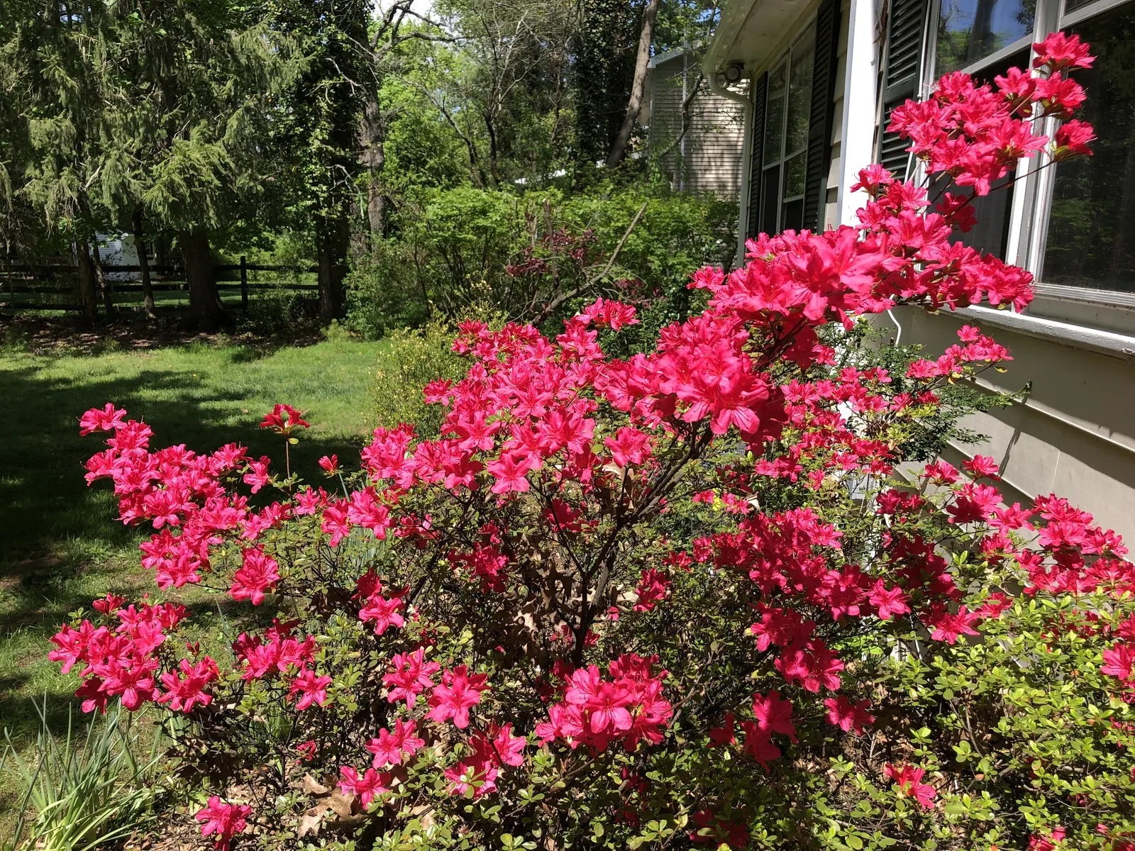 Hino-Crimson Azalea (Rhododendron 'Hino-Crimson') — Prefers partial shade and well-drained, acidic soil