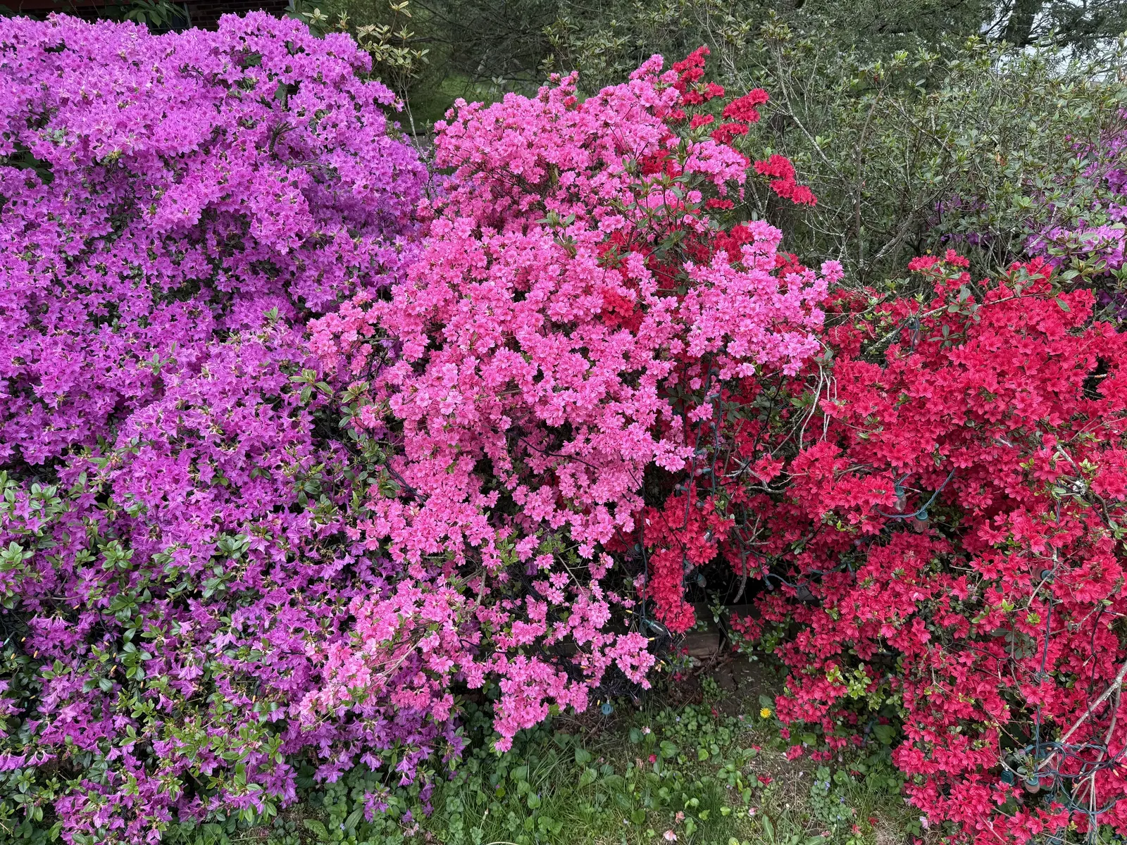 Hino-Crimson Azalea (Rhododendron 'Hino-Crimson') — The Hino-Crimson Azalea (Rhododendron 'Hino-Crimson') is a beloved evergreen shrub