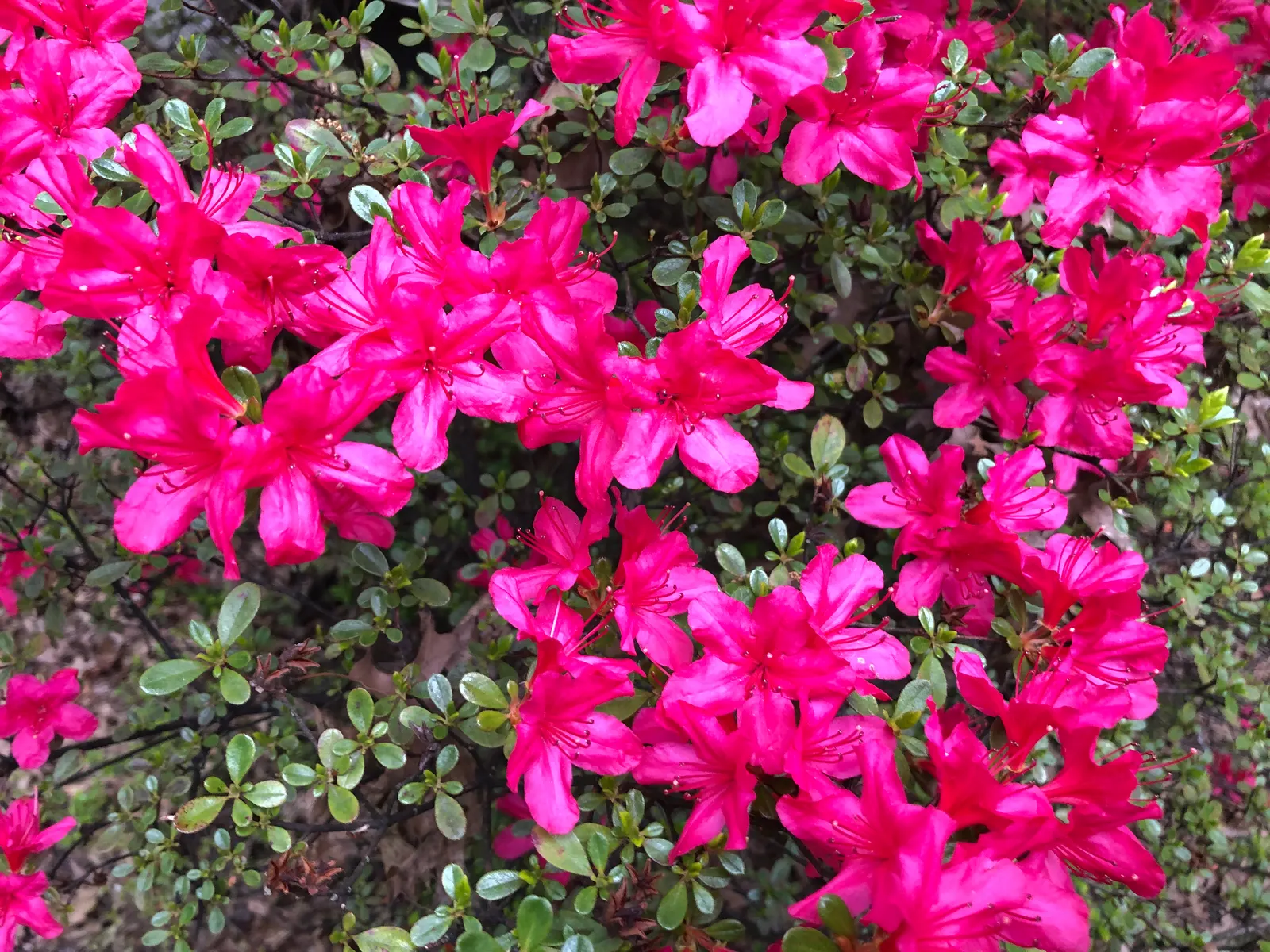 Hino-Crimson Azalea (Rhododendron 'Hino-Crimson') — treasured for its vibrant crimson blooms that appear profusely in mid-spring