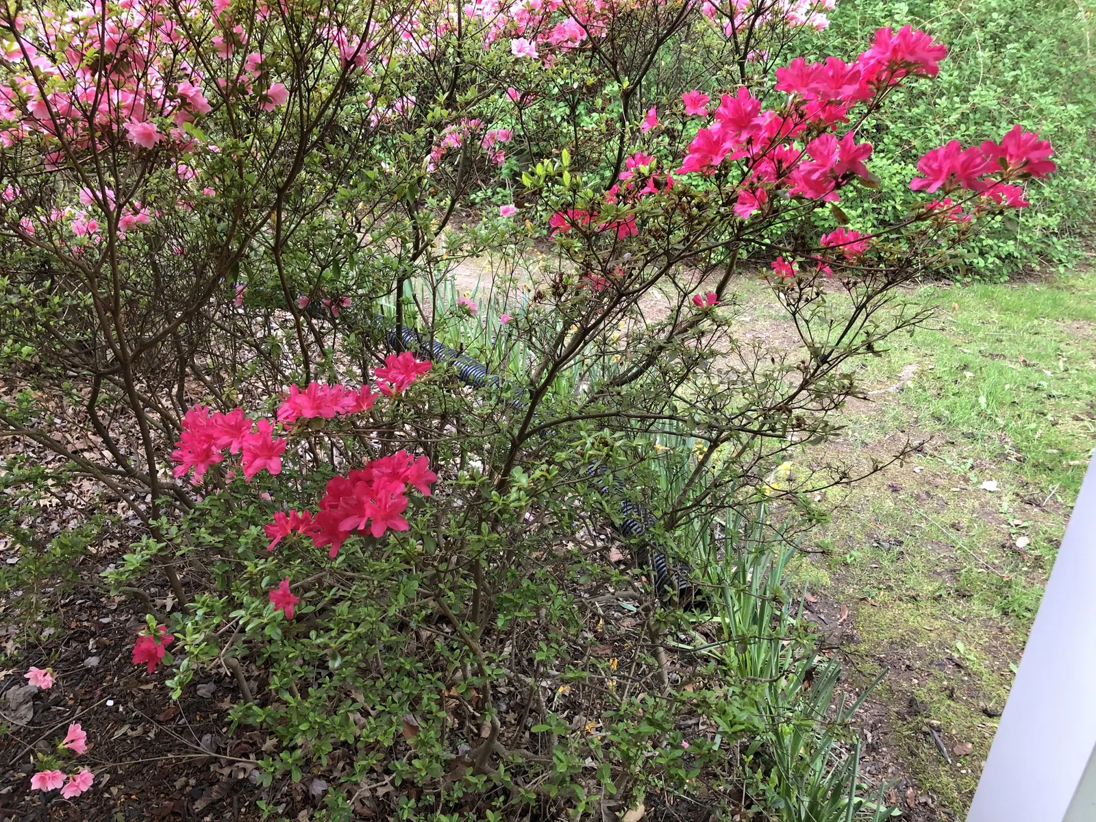 Hino-Crimson Azalea (Rhododendron 'Hino-Crimson') — Hardy in USDA zones 6-8, it provides spectacular color and is low maintenance
