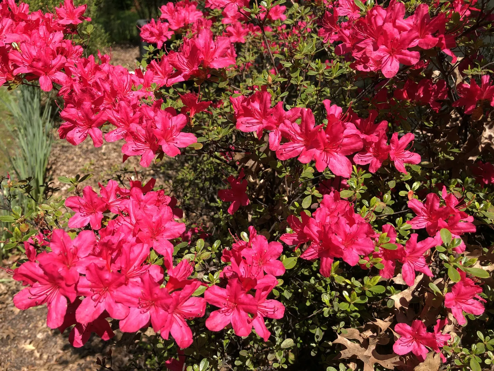 Hino-Crimson Azalea (Rhododendron 'Hino-Crimson') — scientifically known as Rhododendron kiusianum 'Hino-Crimson'