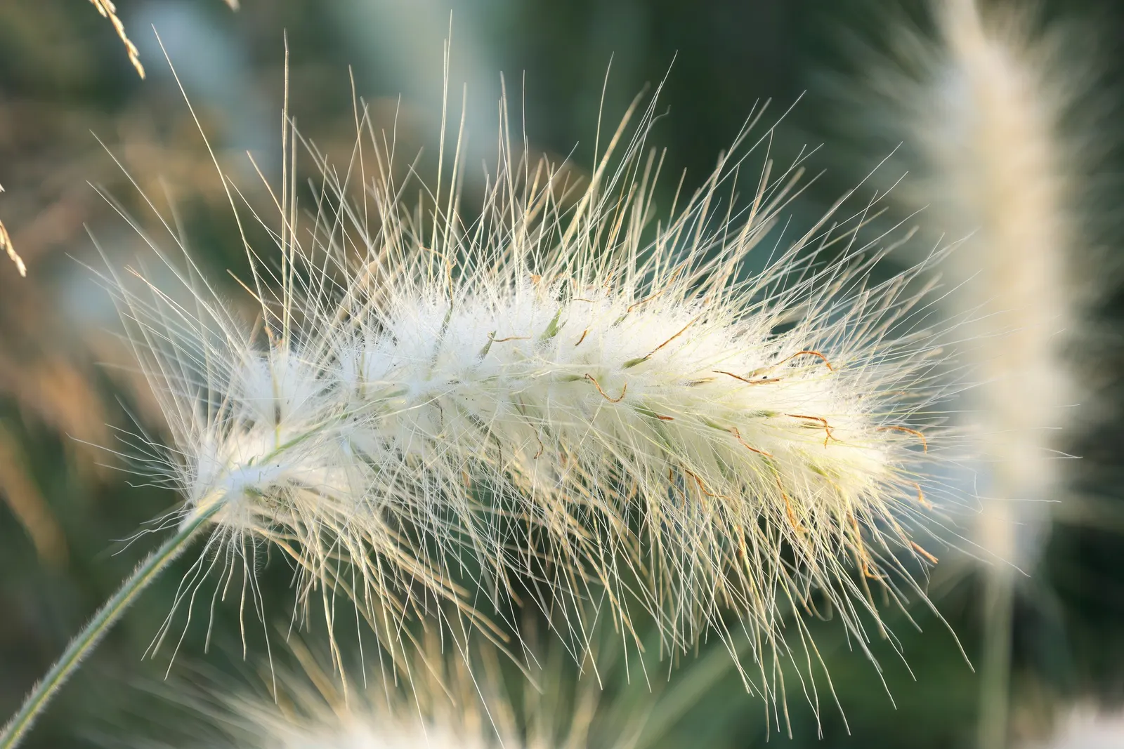 Feathertop Grass (Pennisetum Villosum) — making it an excellent mid-size plant that adds soft texture and movement to landscape designs; grass with white blooms