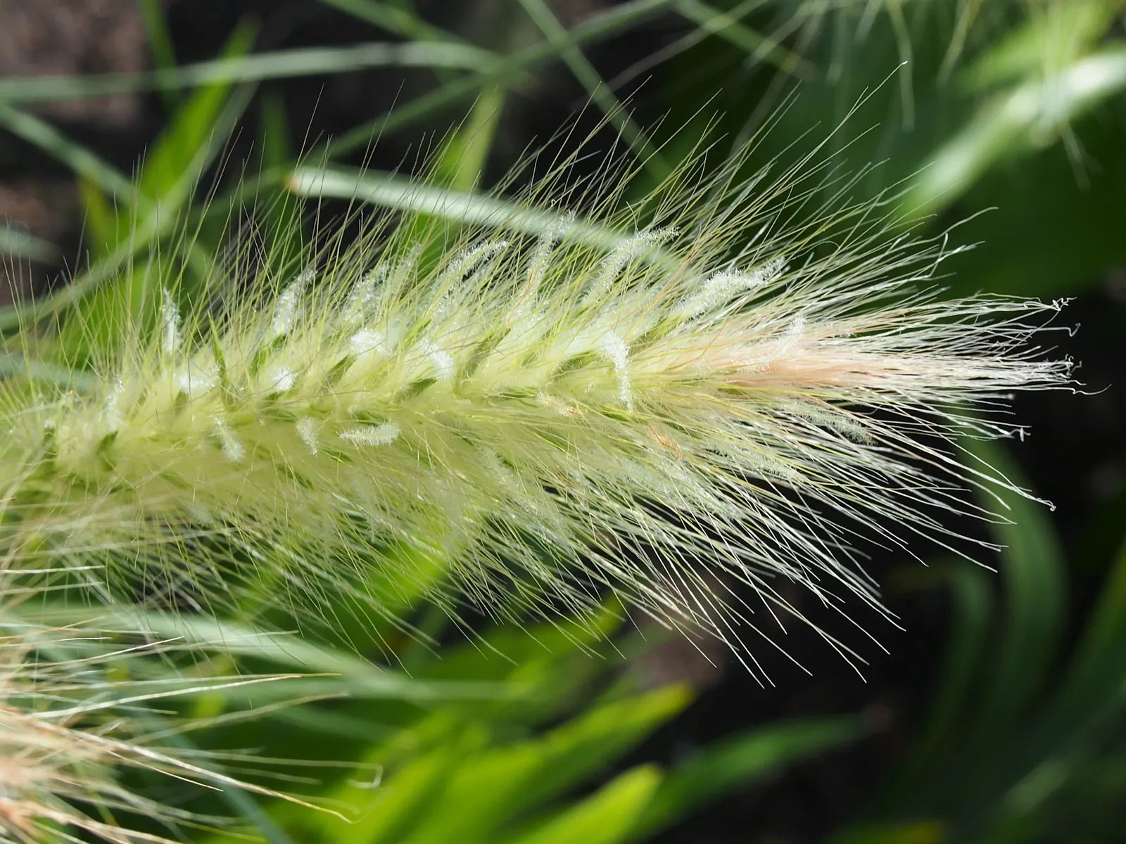 Feathertop Grass (Pennisetum Villosum) — Suitable as a focal point or in mass plantings; scientifically known as Pennisetum villosum
