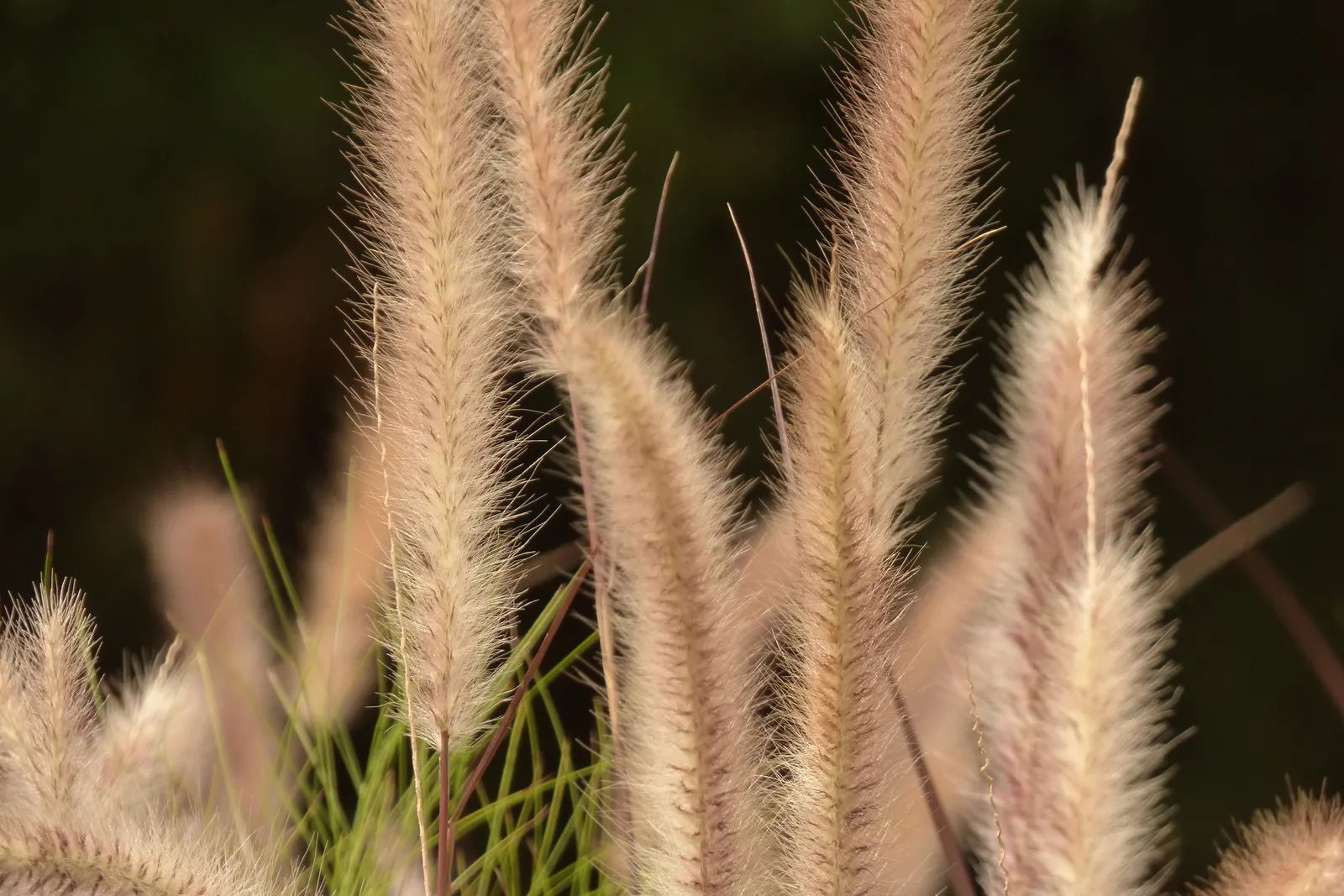 Feathertop Grass (Pennisetum Villosum) — it contrasts well with bold-leaved plants and requires minimal maintenance; requiring at least 6 hours of direct