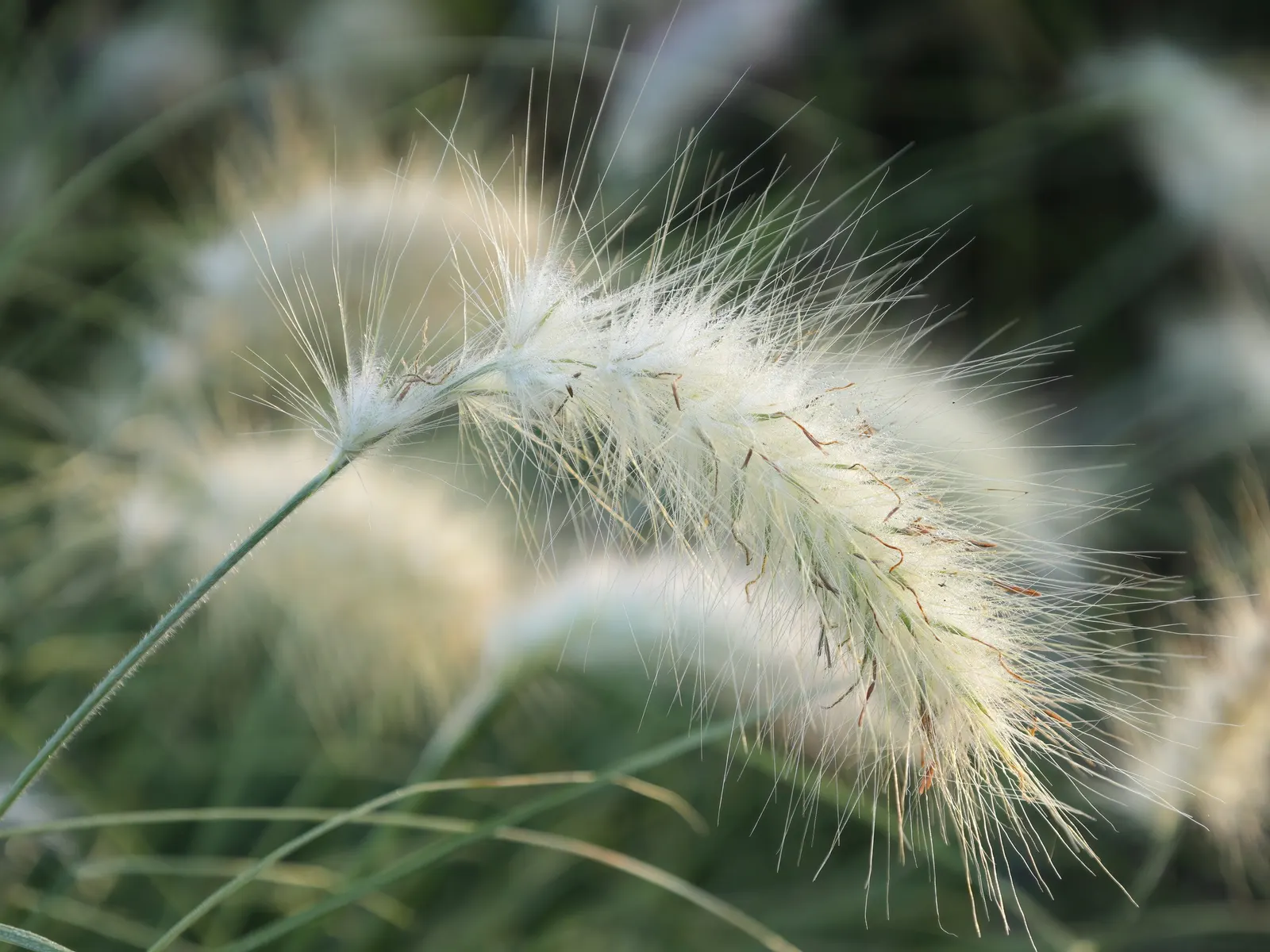 Feathertop Grass (Pennisetum Villosum) — Feathertop Grass (Pennisetum villosum) is an ornamental