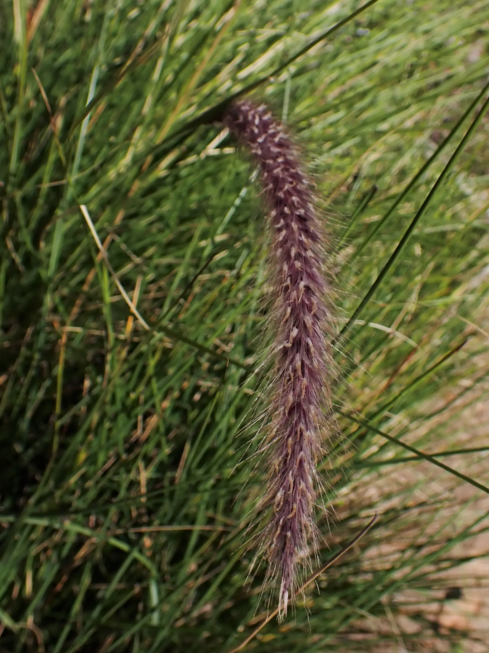 Feathertop Grass (Pennisetum Villosum) — feather-like flower plumes that gracefully sway in the breeze