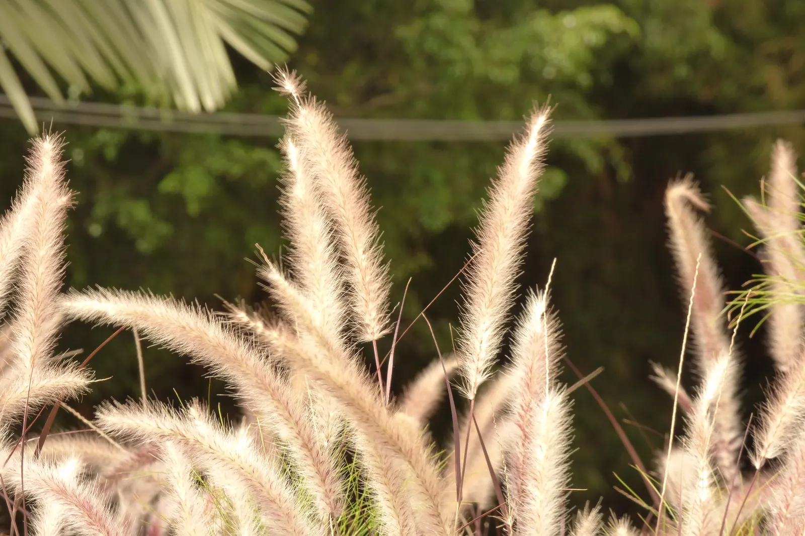 Feathertop Grass (Pennisetum Villosum) — clumping perennial reaching 18-30 inches tall and 12-24 inches wide; making it an excellent mid-size plant that adds