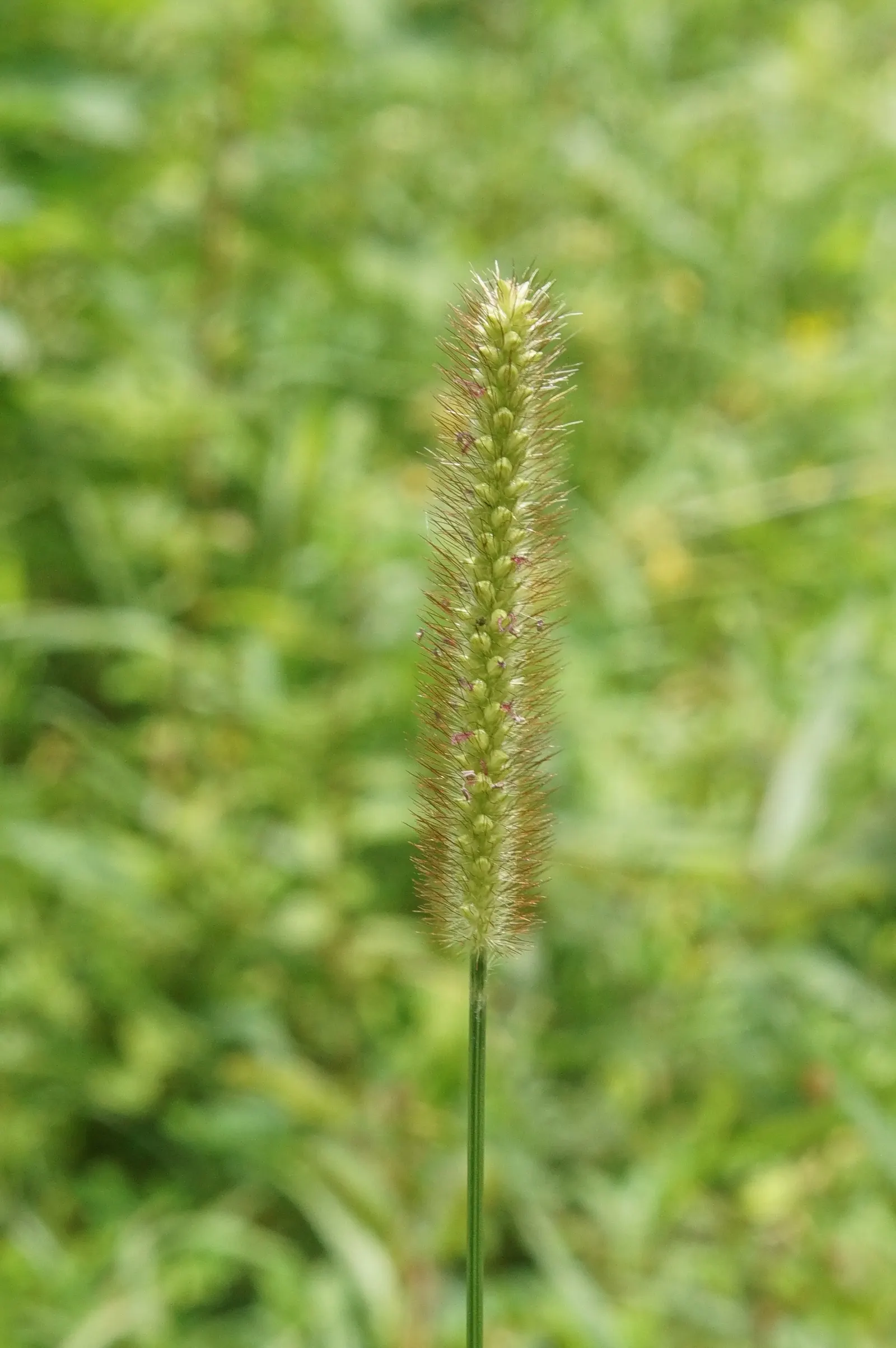 Feathertop Grass (Pennisetum Villosum) — This perennial grass typically reaches heights of about 18 to 24 inches and spreads equally wide; especially during