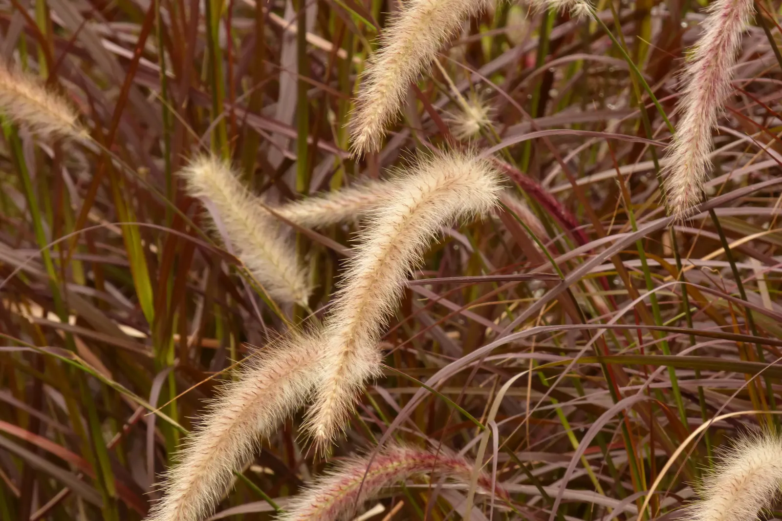 Feathertop Grass (Pennisetum Villosum) — It prefers well-draining soil and is somewhat drought-tolerant