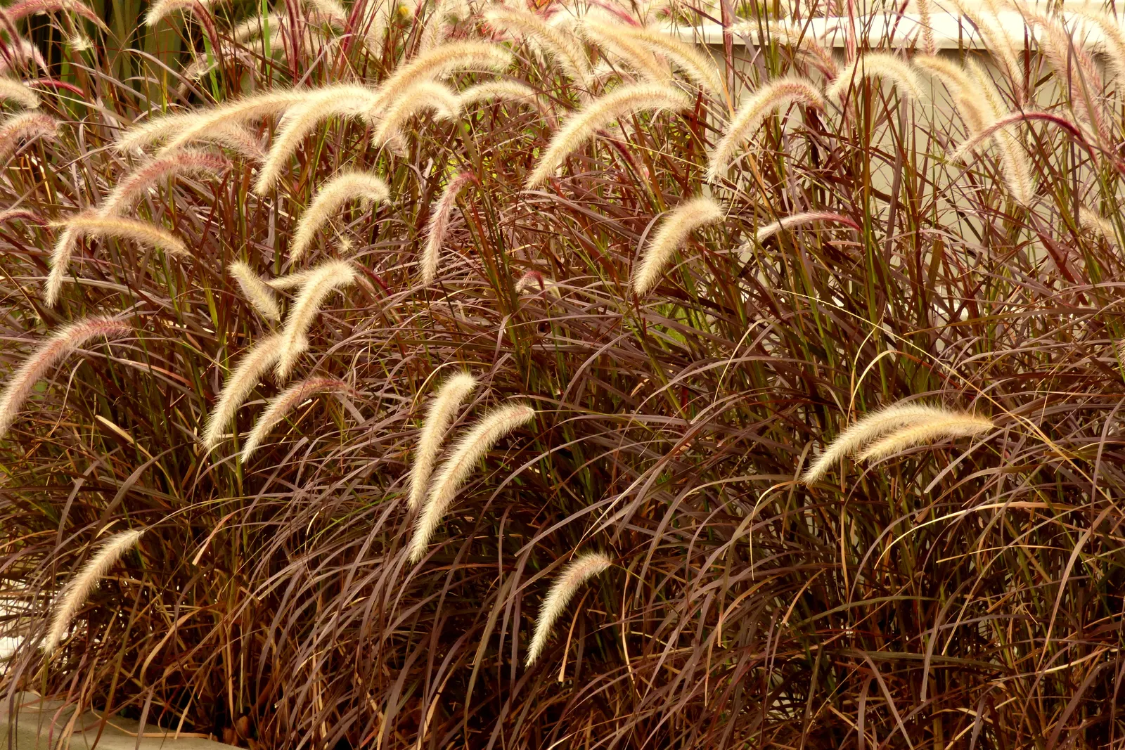 Feathertop Grass (Pennisetum Villosum) — white flowers in the garden