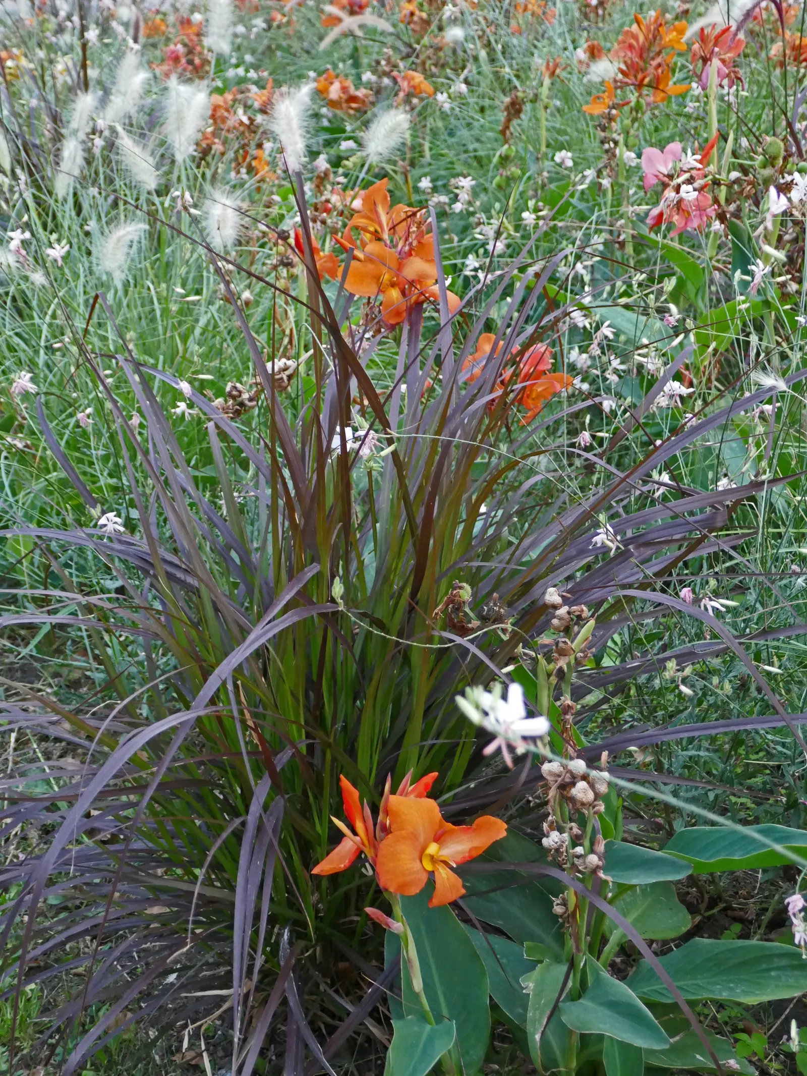 Feathertop Grass (Pennisetum Villosum) — This perennial grass typically reaches heights of about 18 to 24 inches and spreads equally wide
