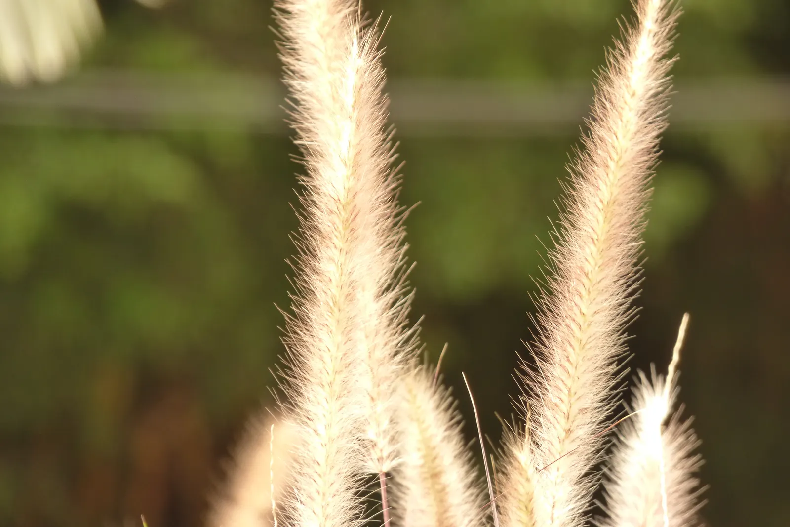 Feathertop Grass (Pennisetum Villosum) — although it benefits from regular watering