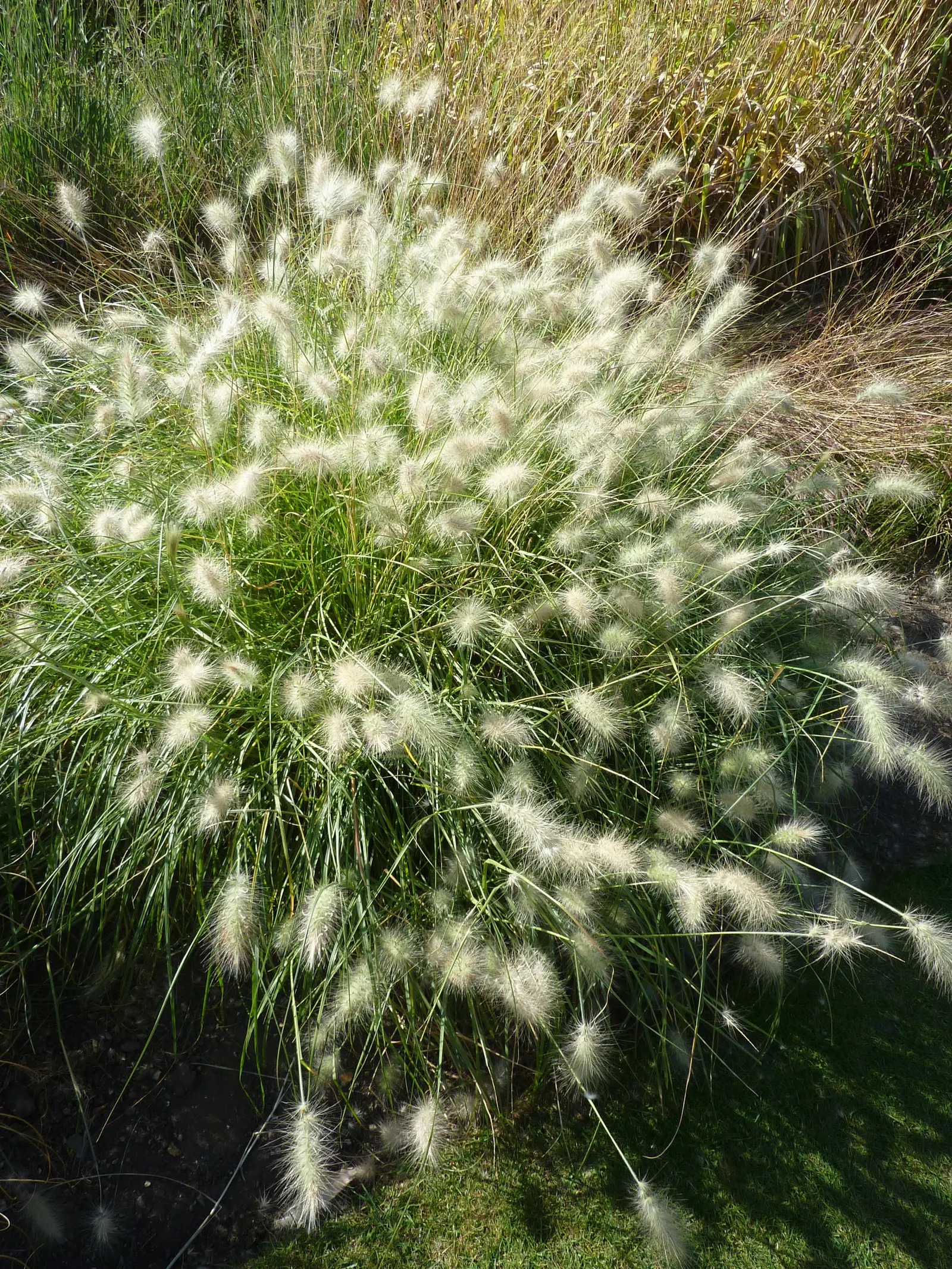 Feathertop Grass (Pennisetum Villosum) — requiring at least 6 hours of direct sunlight each day to maintain robust growth and prolific blooming