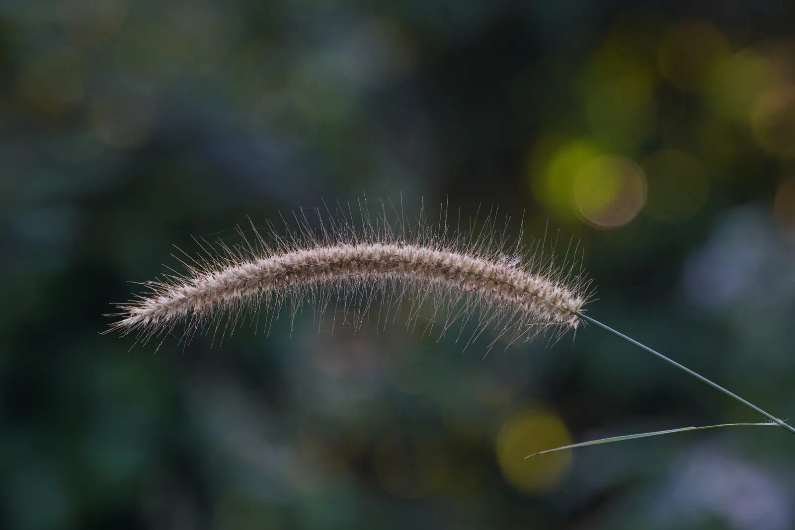 Feathertop Grass (Pennisetum Villosum) — Flaunting fluffy, white flower plumes during summer to fall, it adds soft texture to gardens