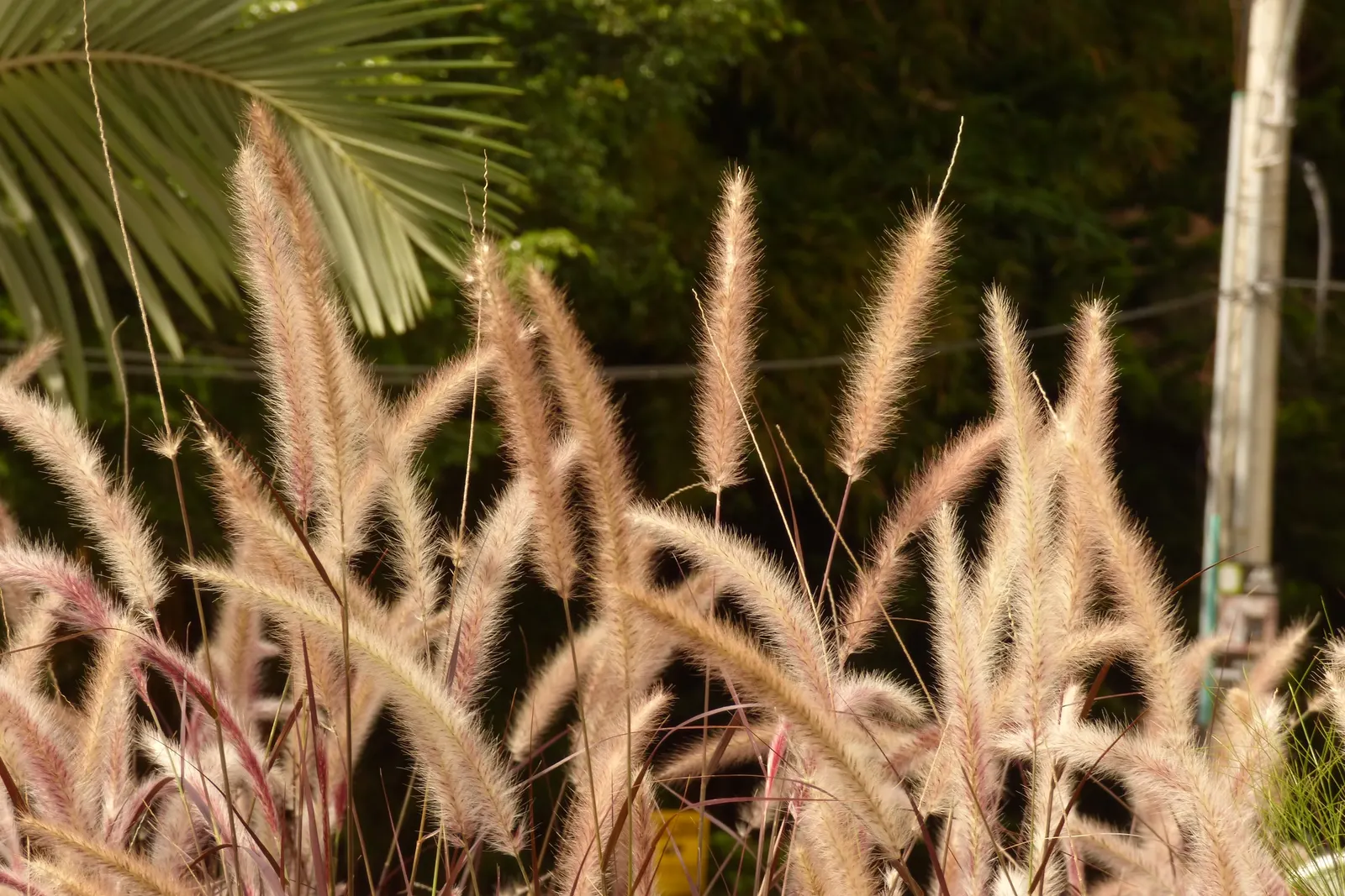 Feathertop Grass (Pennisetum Villosum) — clumping perennial reaching 18-30 inches tall and 12-24 inches wide