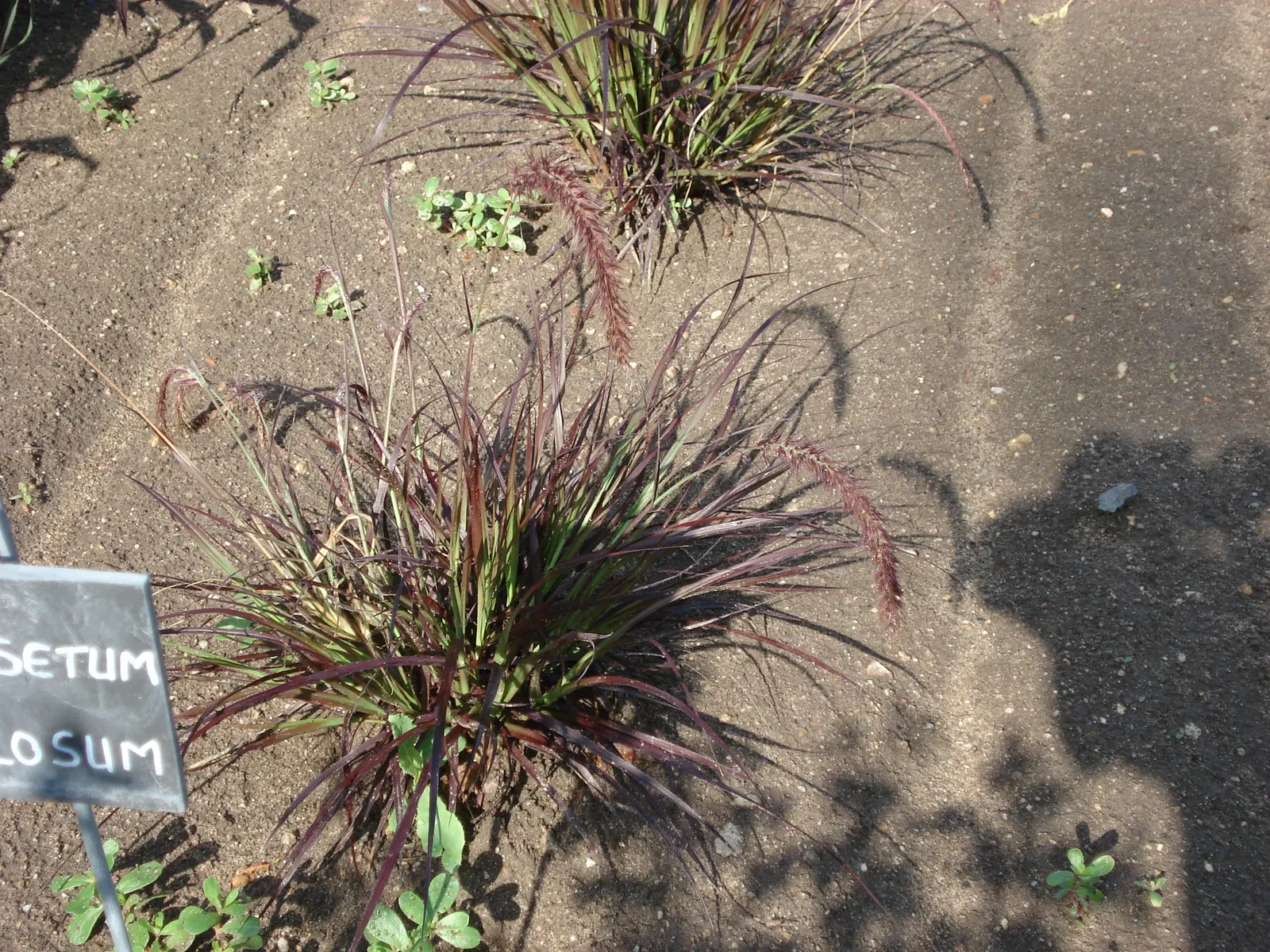 Feathertop Grass (Pennisetum Villosum) — scientifically known as Pennisetum villosum; its relatively small root system makes it suitable for container planting