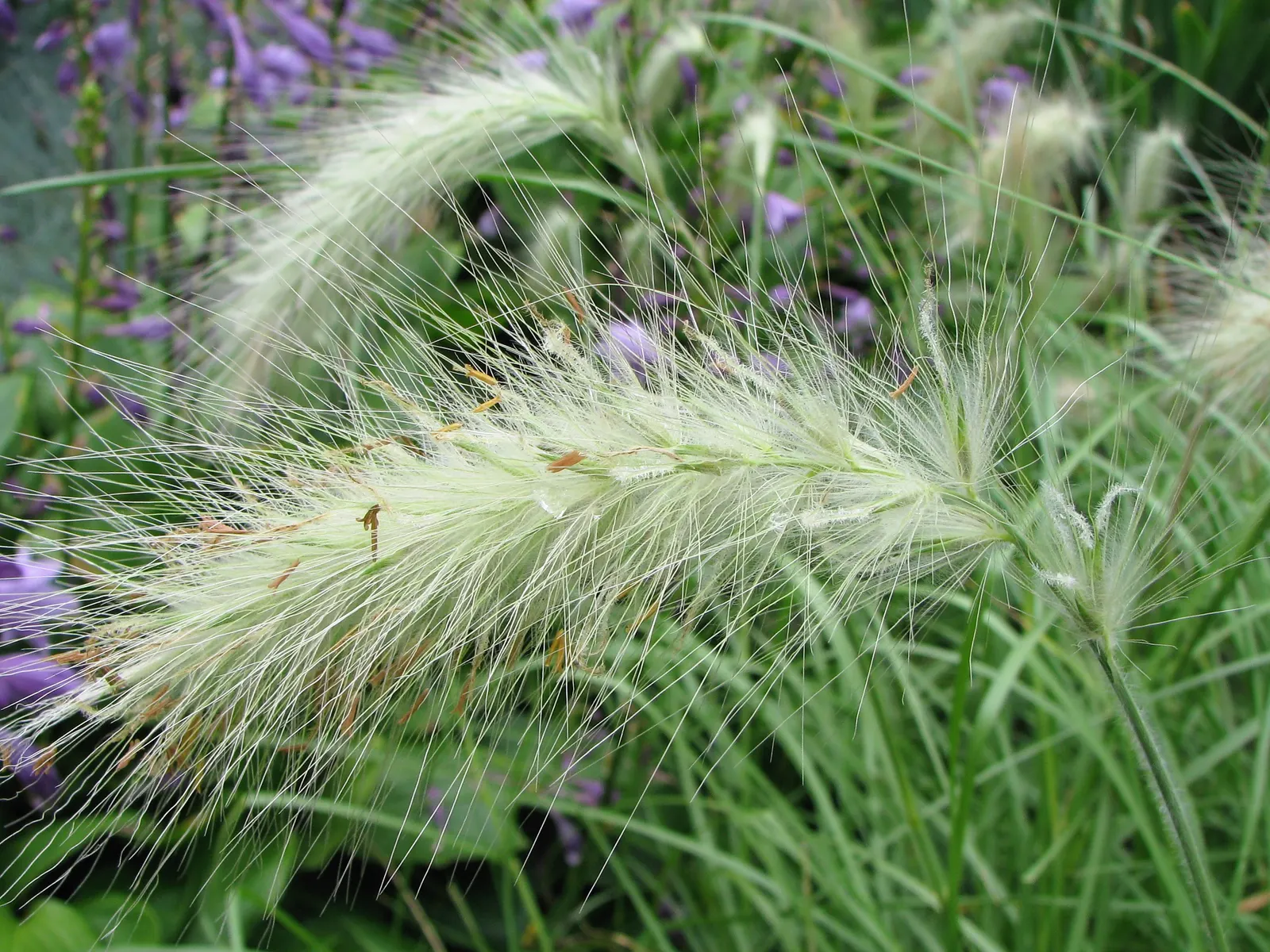 Feathertop Grass (Pennisetum Villosum) — Feathertop Grass (Pennisetum villosum) is an ornamental; this sun-loving grass thrives in USDA zones 9-11 and