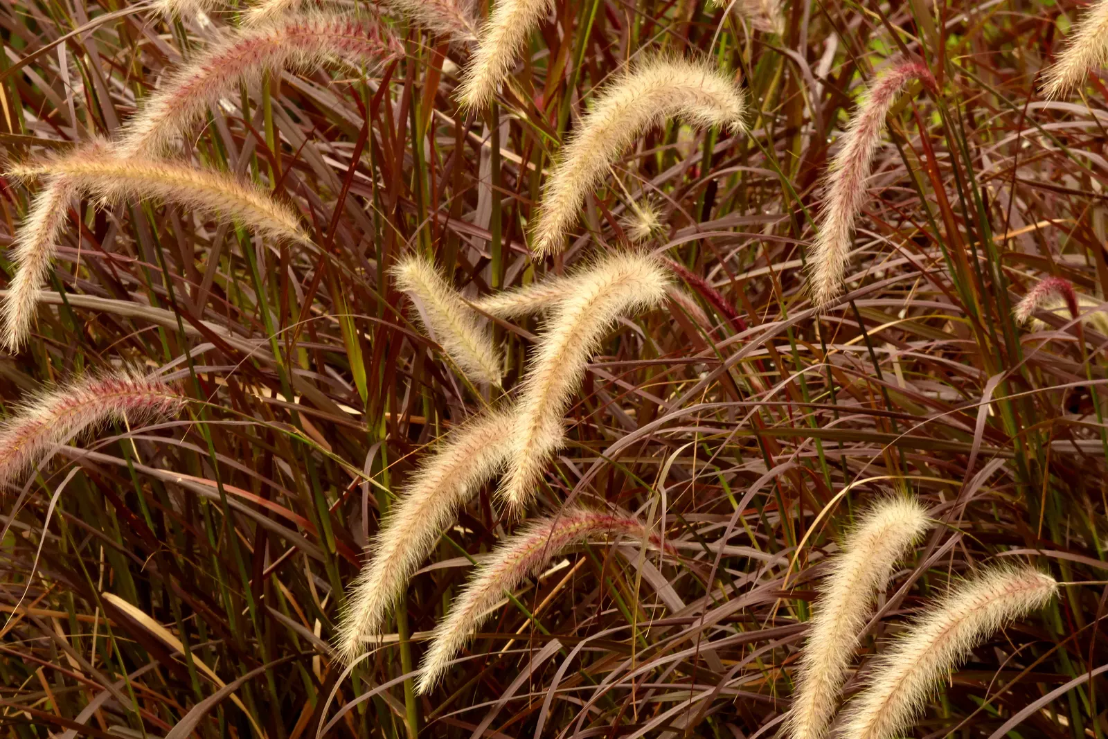 Feathertop Grass (Pennisetum Villosum) — grass with white blooms
