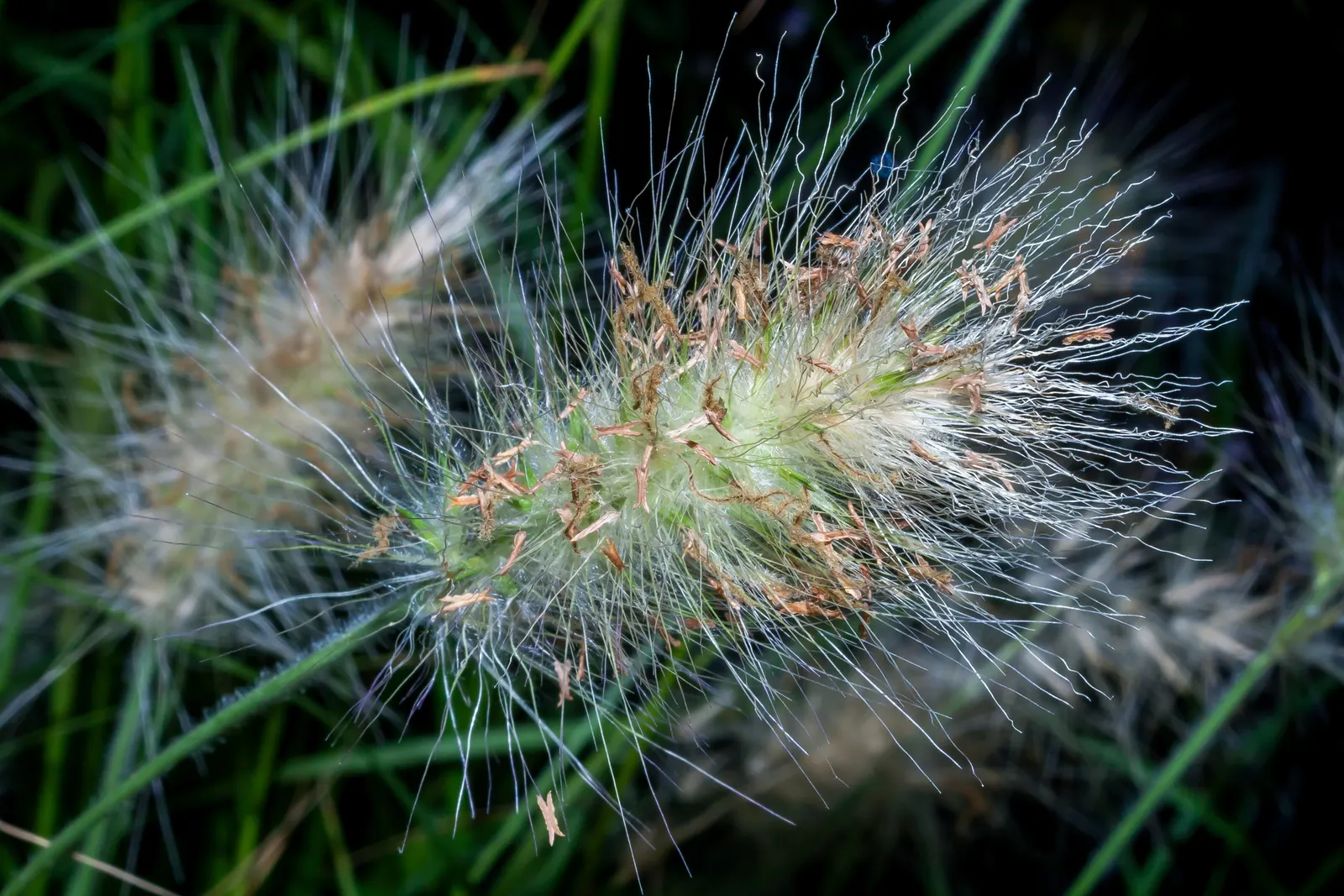Feathertop Grass (Pennisetum Villosum) — making it an excellent mid-size plant that adds soft texture and movement to landscape designs