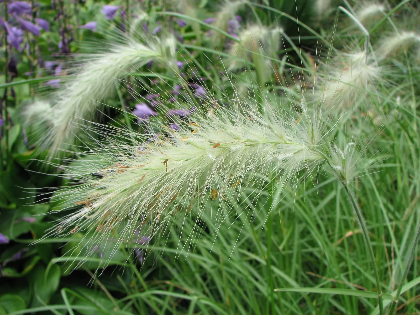 Feathertop Grass (Pennisetum Villosum) — especially during prolonged dry spells