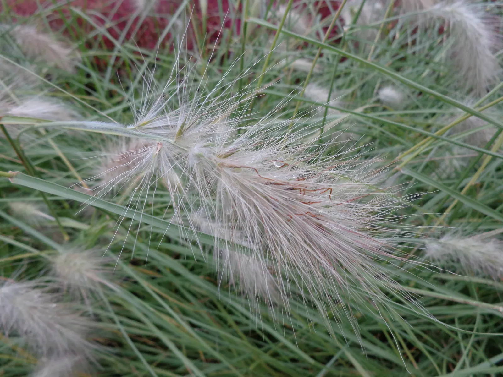 Feathertop Grass (Pennisetum Villosum) — Its flowering season extends from mid-summer through fall