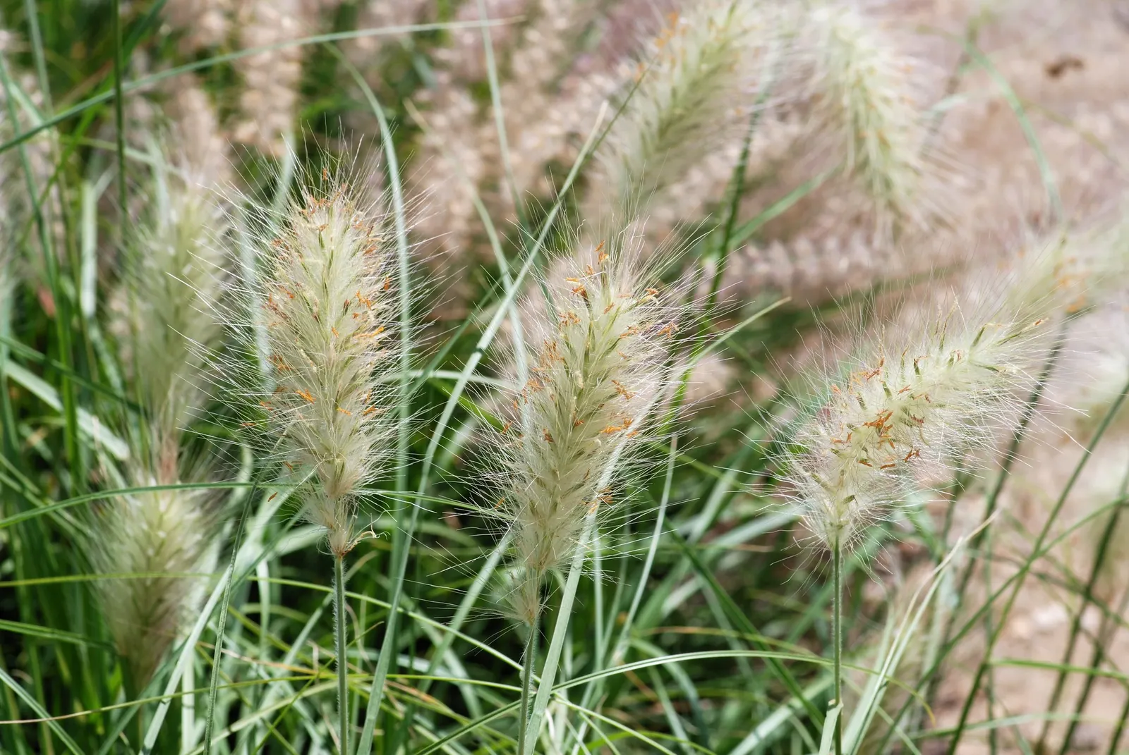 Feathertop Grass (Pennisetum Villosum) — scientifically known as Pennisetum villosum