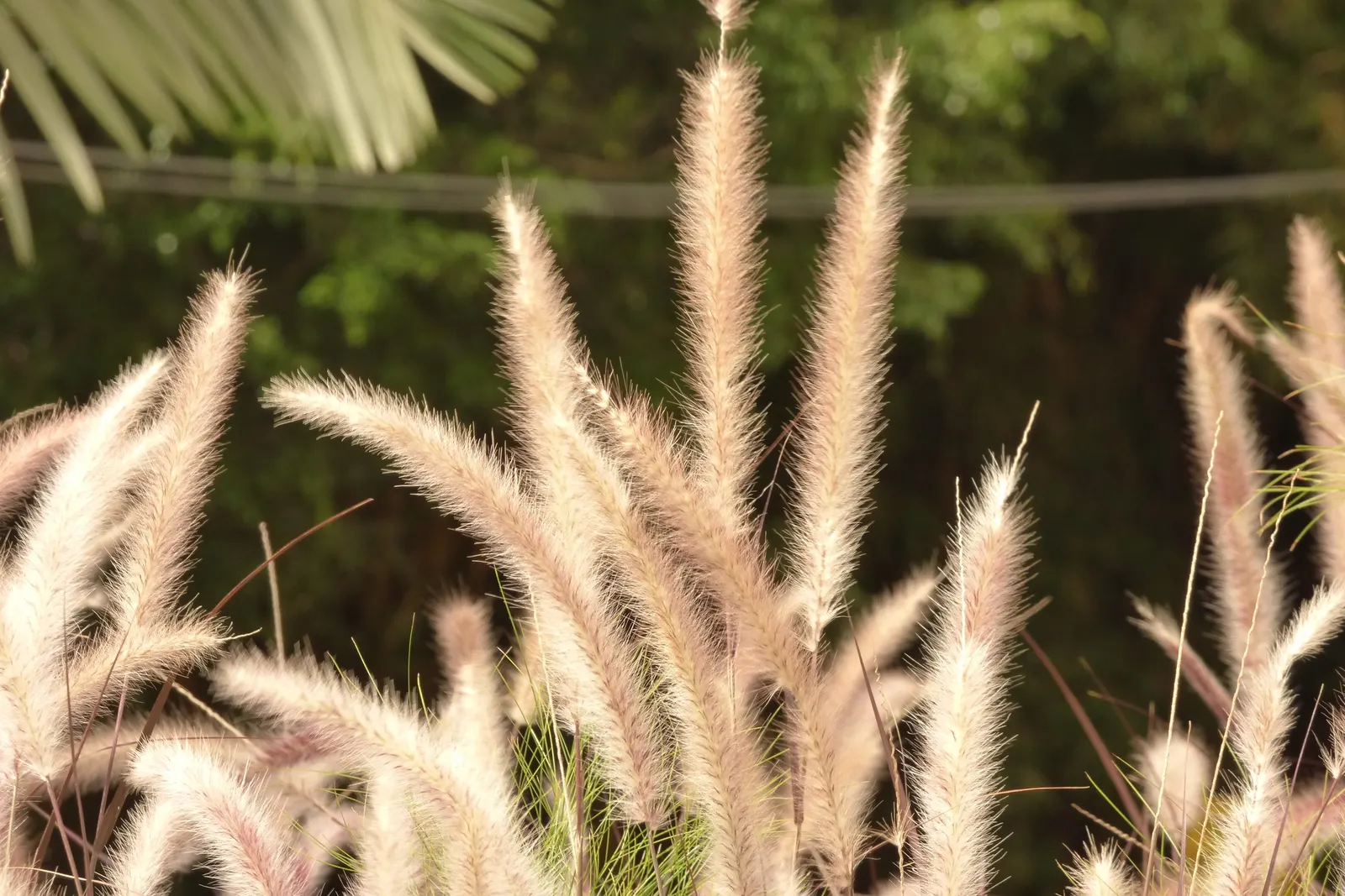 Feathertop Grass (Pennisetum Villosum) — This sun-loving grass thrives in USDA zones 9-11 and tolerates moderate drought once established; grass for full or