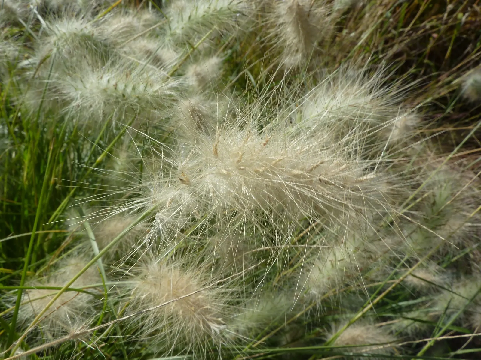 Feathertop Grass (Pennisetum Villosum) — Suitable as a focal point or in mass plantings