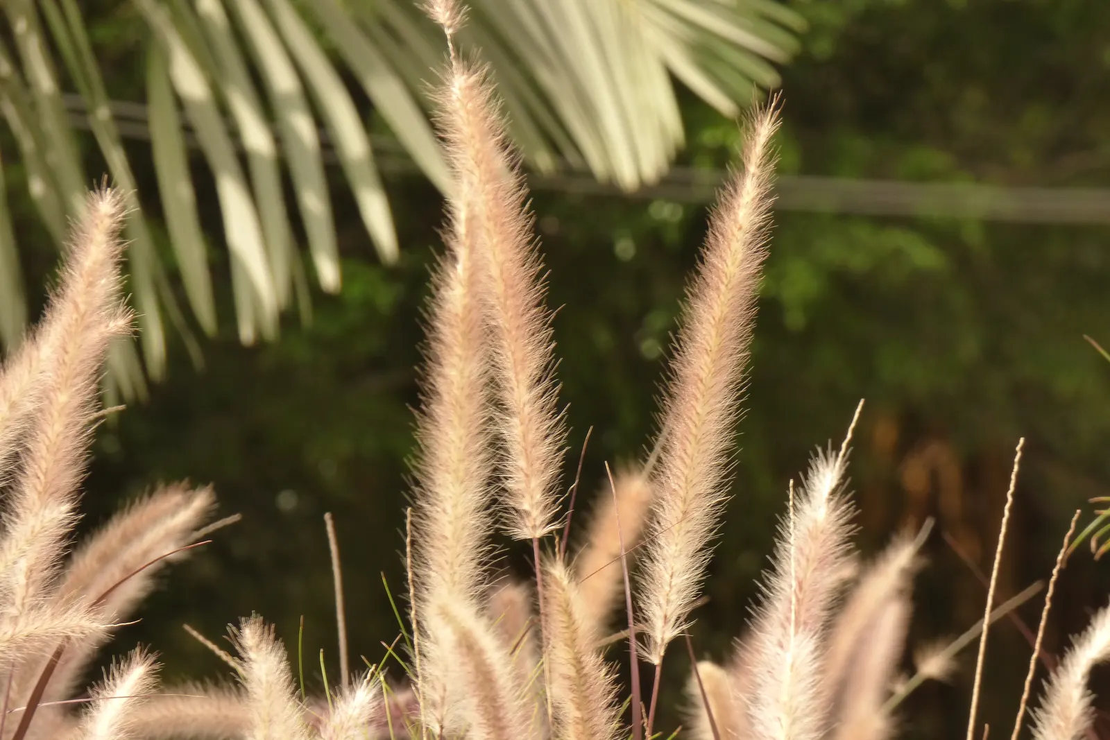 Feathertop Grass (Pennisetum Villosum) — <br><br>Feathertop Grass is ideal for creating soft borders along walkways or as part of a mixed perennial bed