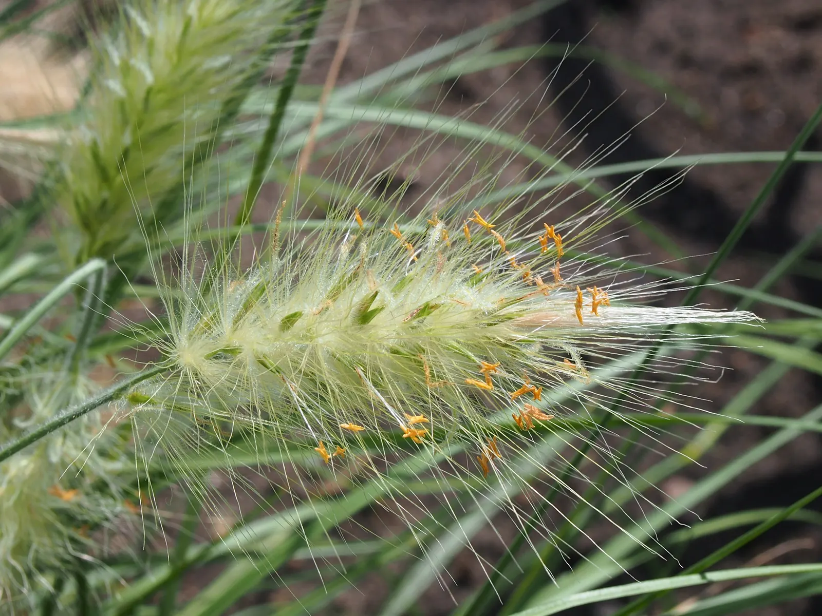 Feathertop Grass (Pennisetum Villosum) — its relatively small root system makes it suitable for container planting