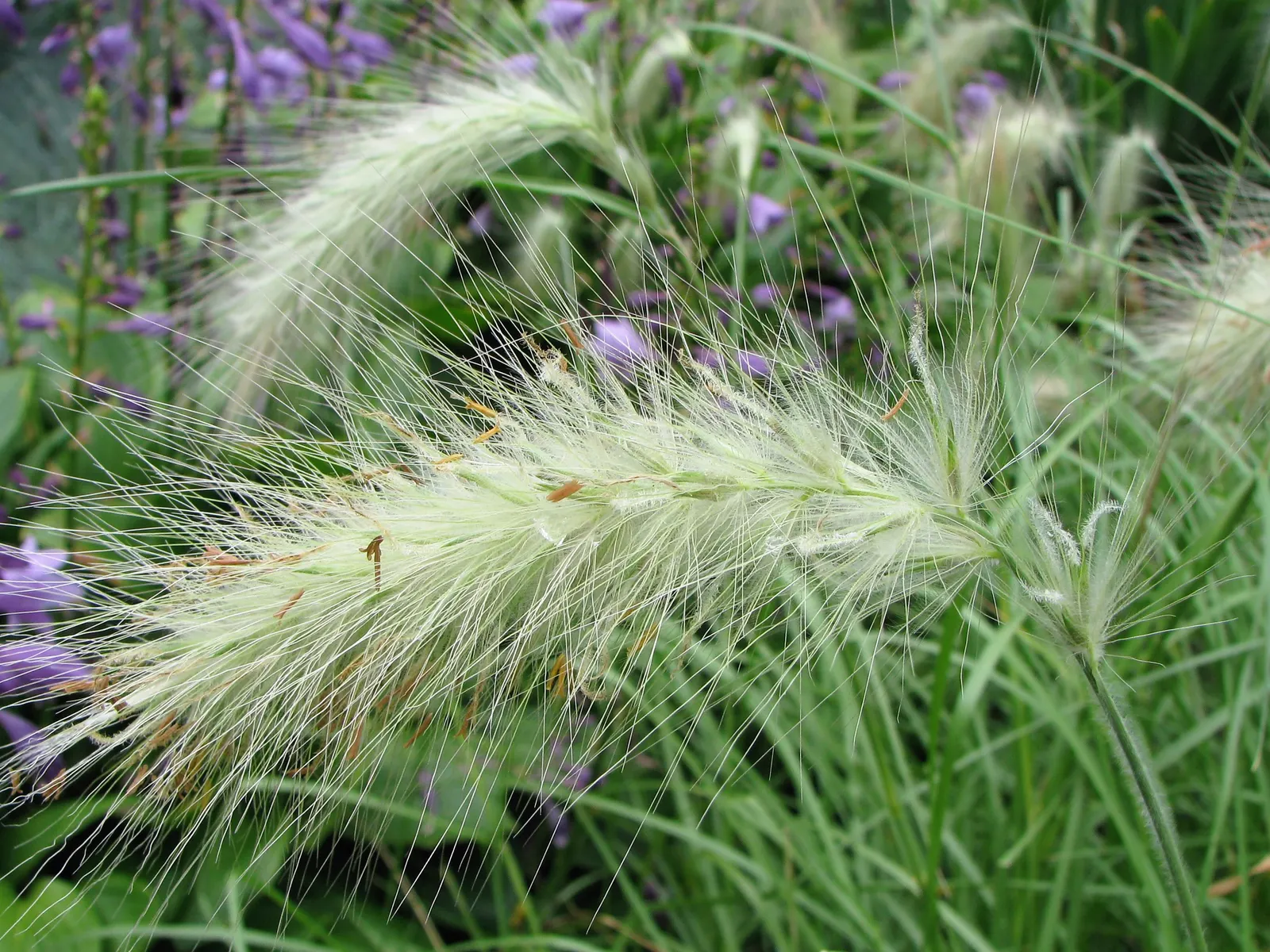 Feathertop Grass (Pennisetum Villosum) — This grass is low-maintenance and does not generally require fertilization if planted in decent soil
