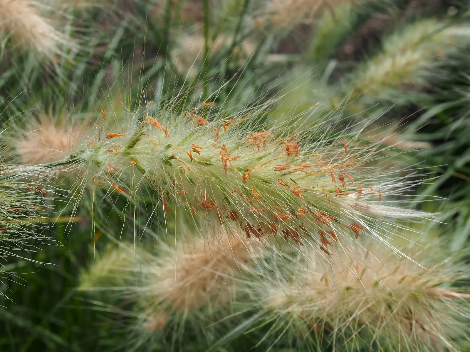 Feathertop Grass (Pennisetum Villosum) — grass for full or half