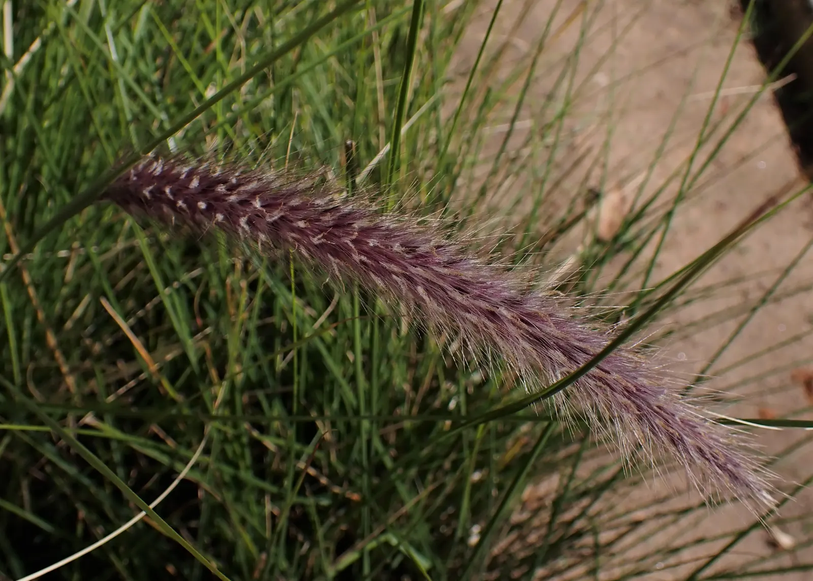 Feathertop Grass (Pennisetum Villosum) — it contrasts well with bold-leaved plants and requires minimal maintenance