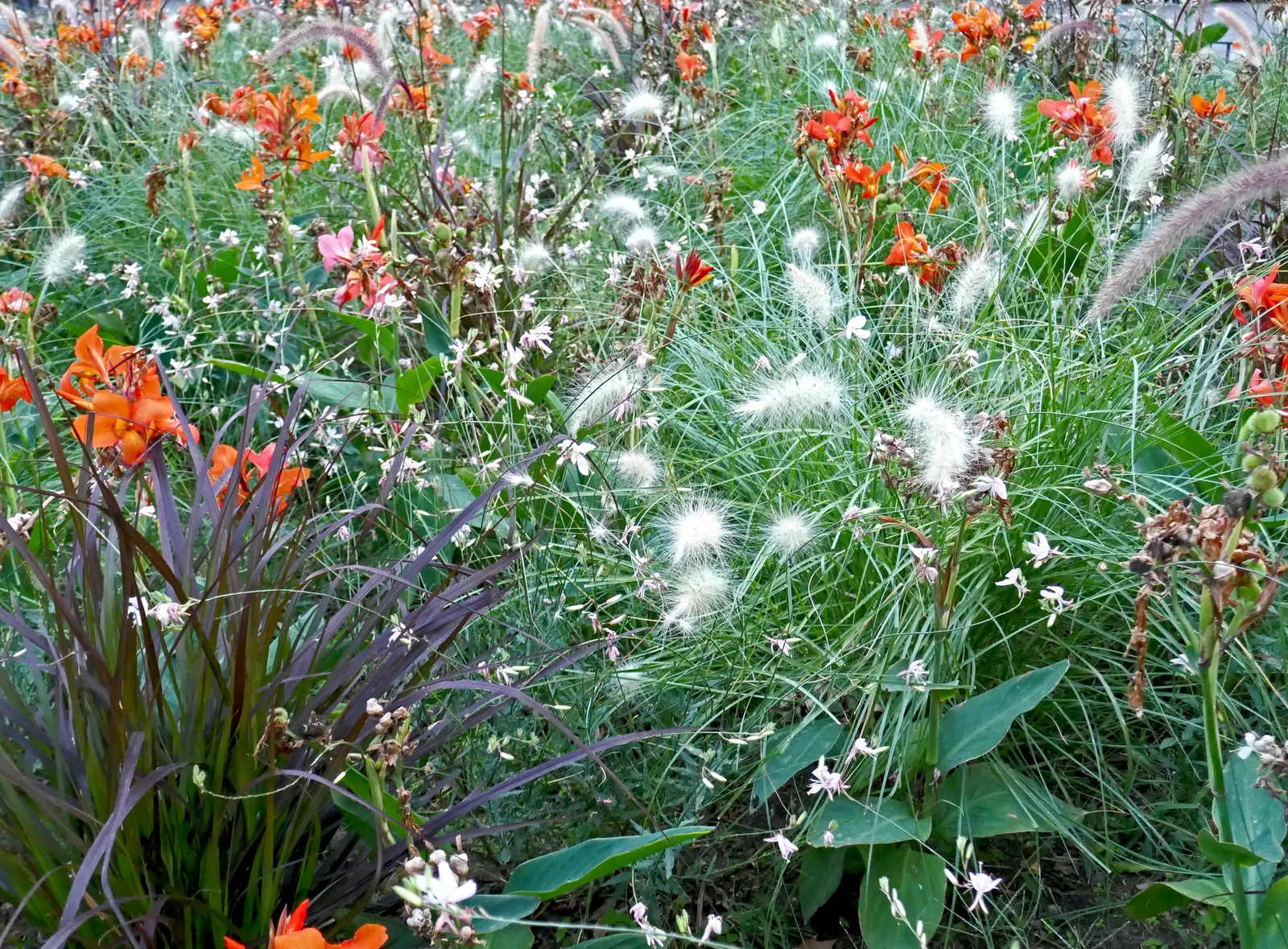 Feathertop Grass (Pennisetum Villosum) — is an eye-catching ornamental grass widely appreciated for its fuzzy