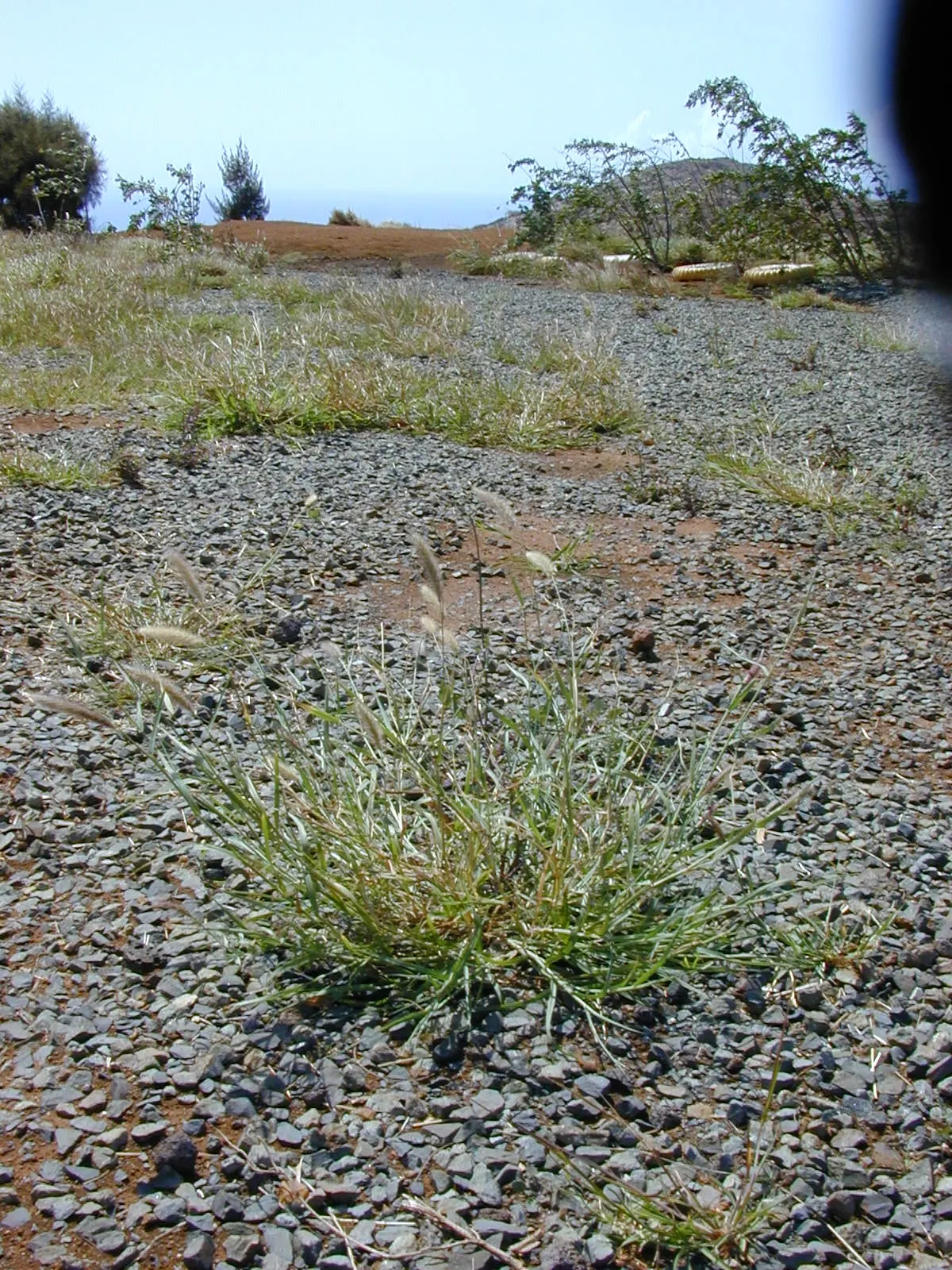 Feathertop Grass (Pennisetum Villosum) — is an eye-catching ornamental grass widely appreciated for its fuzzy; flaunting fluffy, white flower plumes during