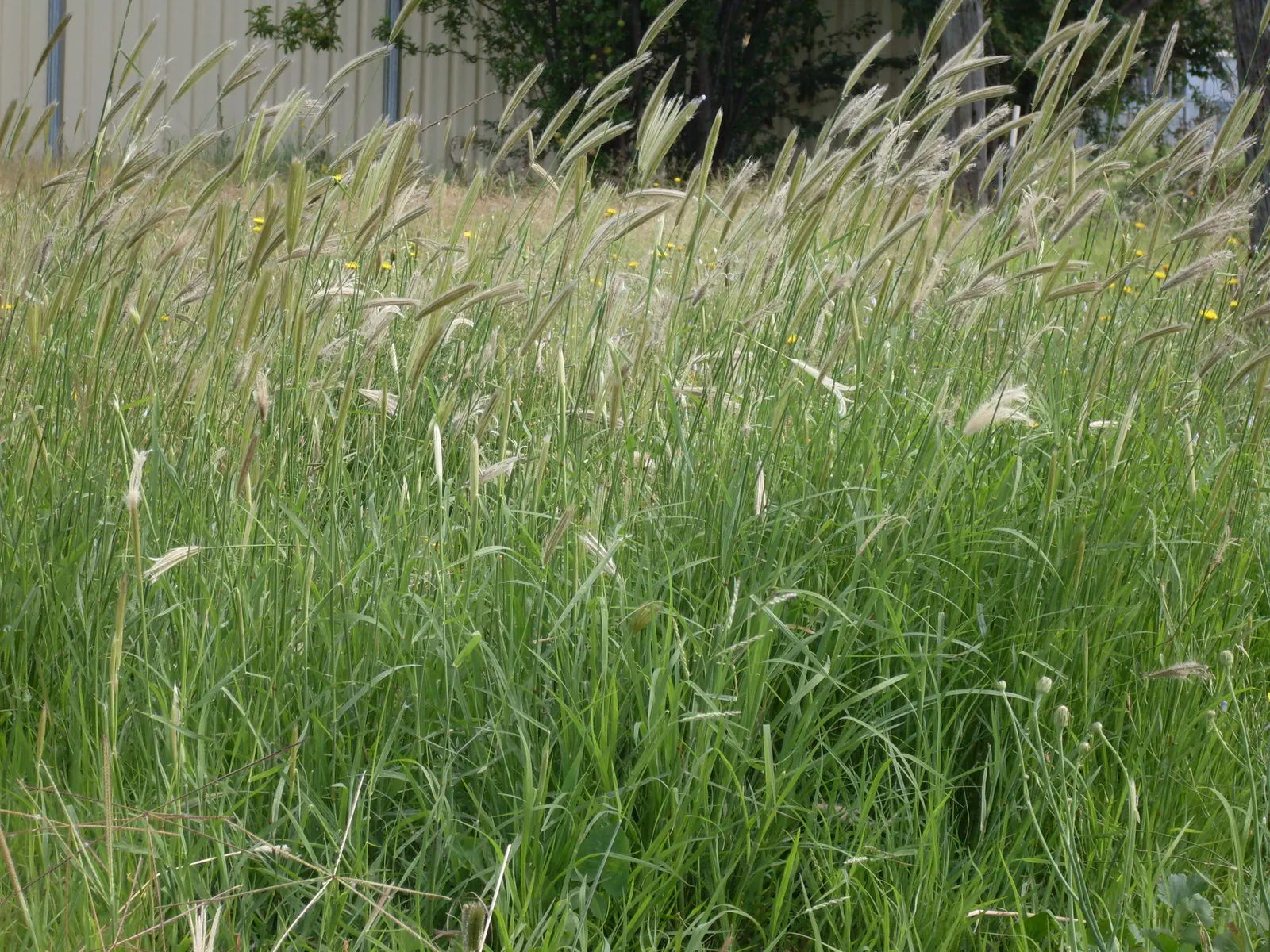 Feathertop Grass (Pennisetum Villosum) — Flaunting fluffy, white flower plumes during summer to fall, it adds soft texture to gardens; this grass is