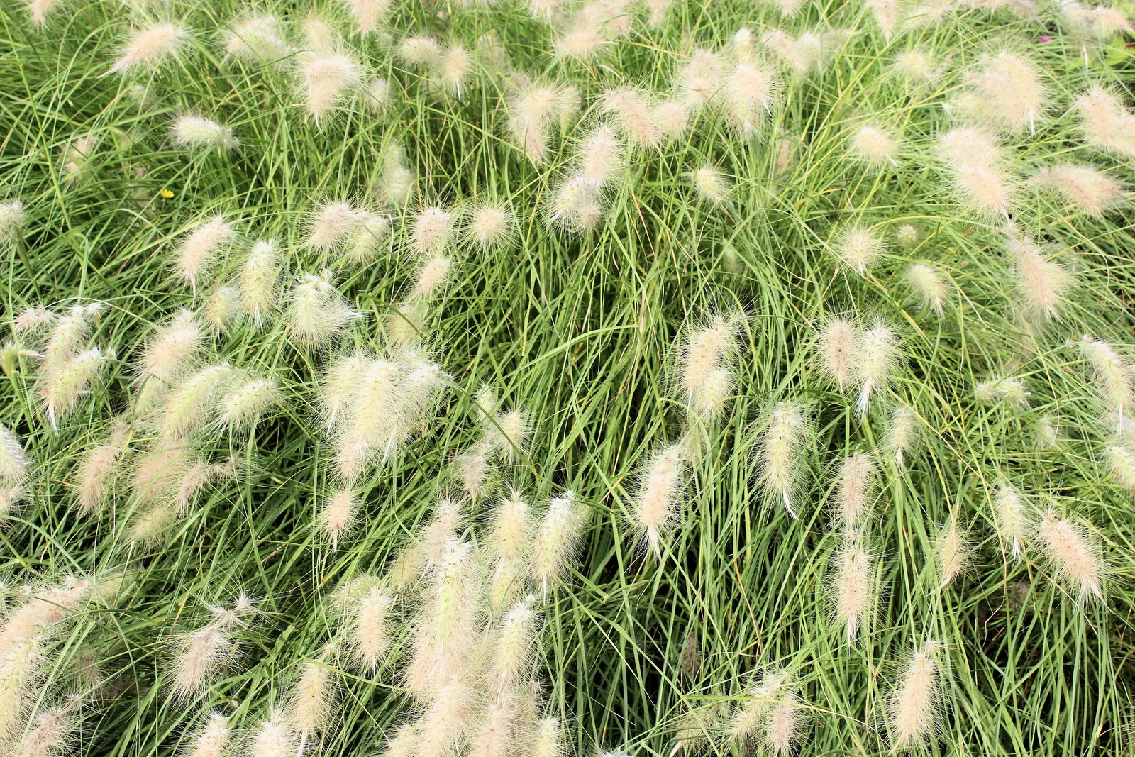 Feathertop Grass (Pennisetum Villosum) — providing flexibility in design and the ability to rearrange for visual interest