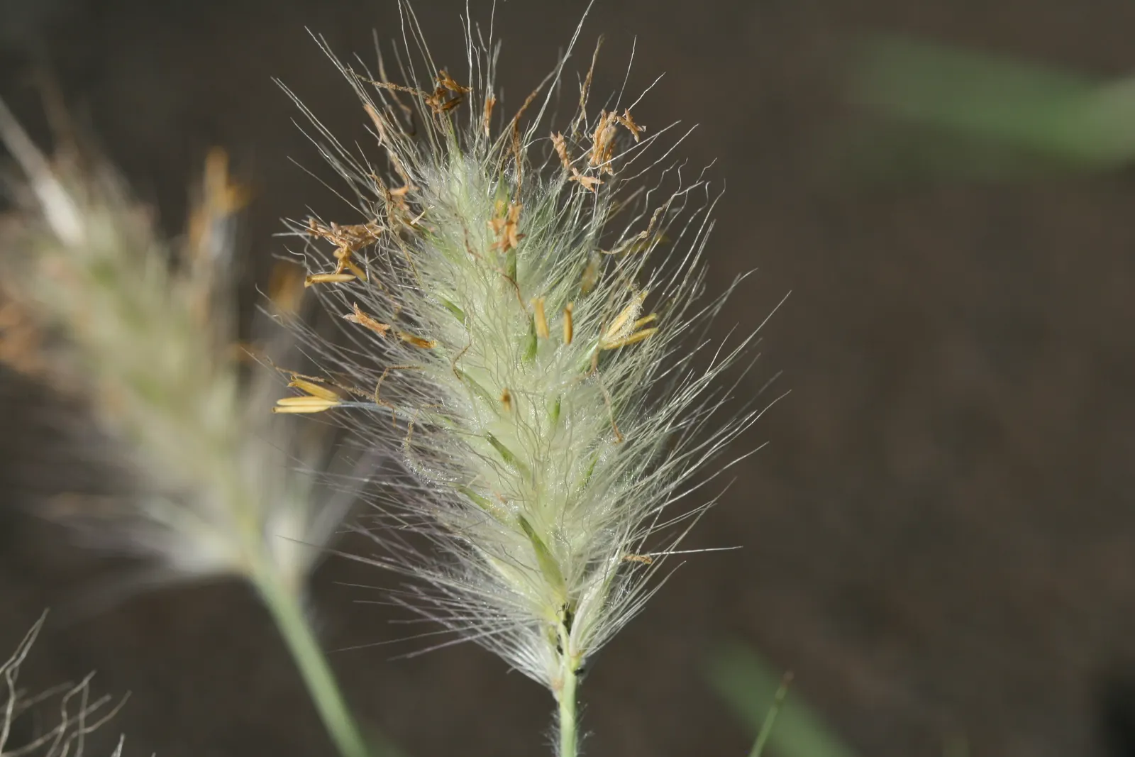 Feathertop Grass (Pennisetum Villosum) — When incorporating it into a landscape design, consider its visual impact in both texture and movement